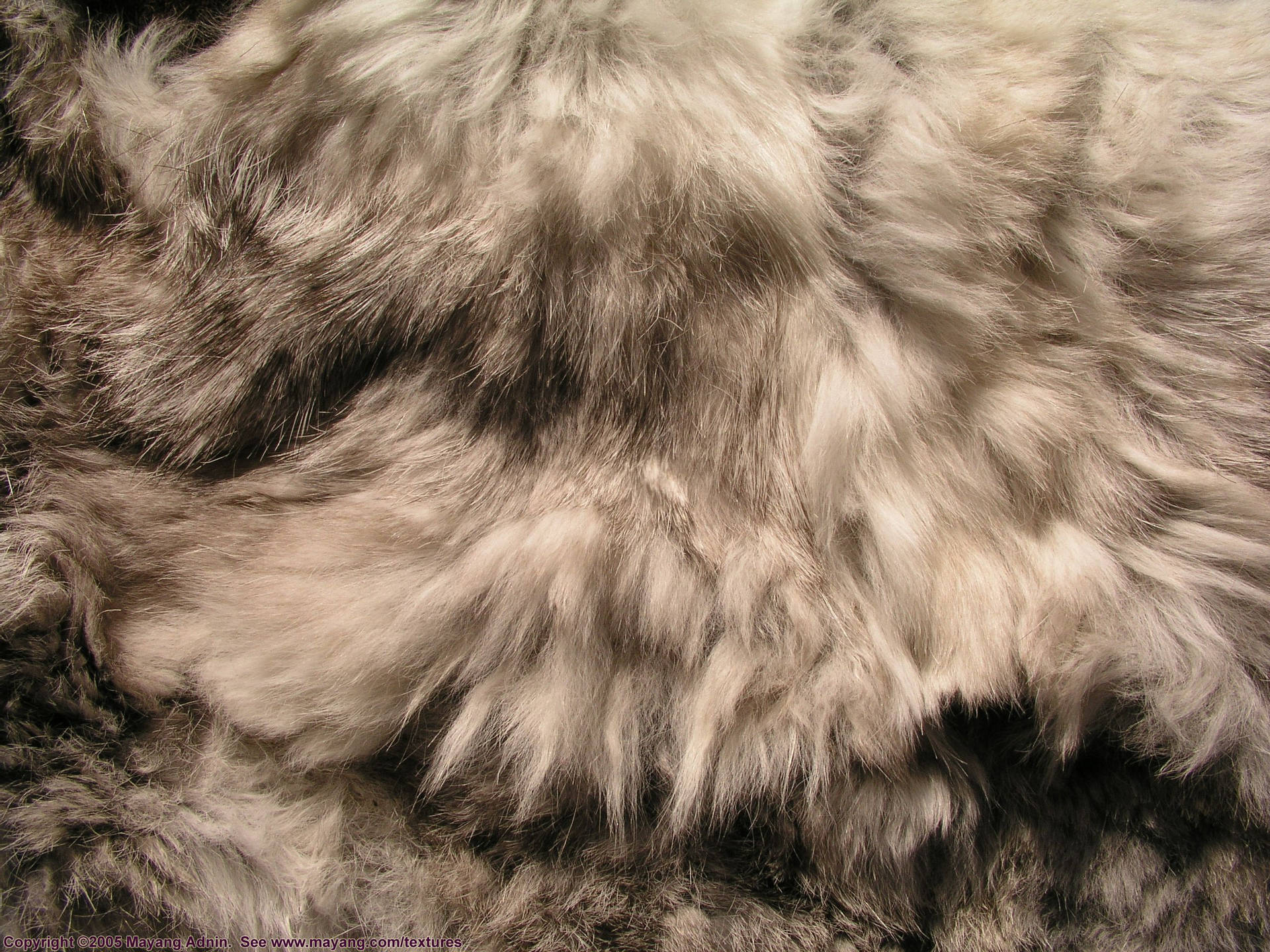 Animal Fur In Gray Background