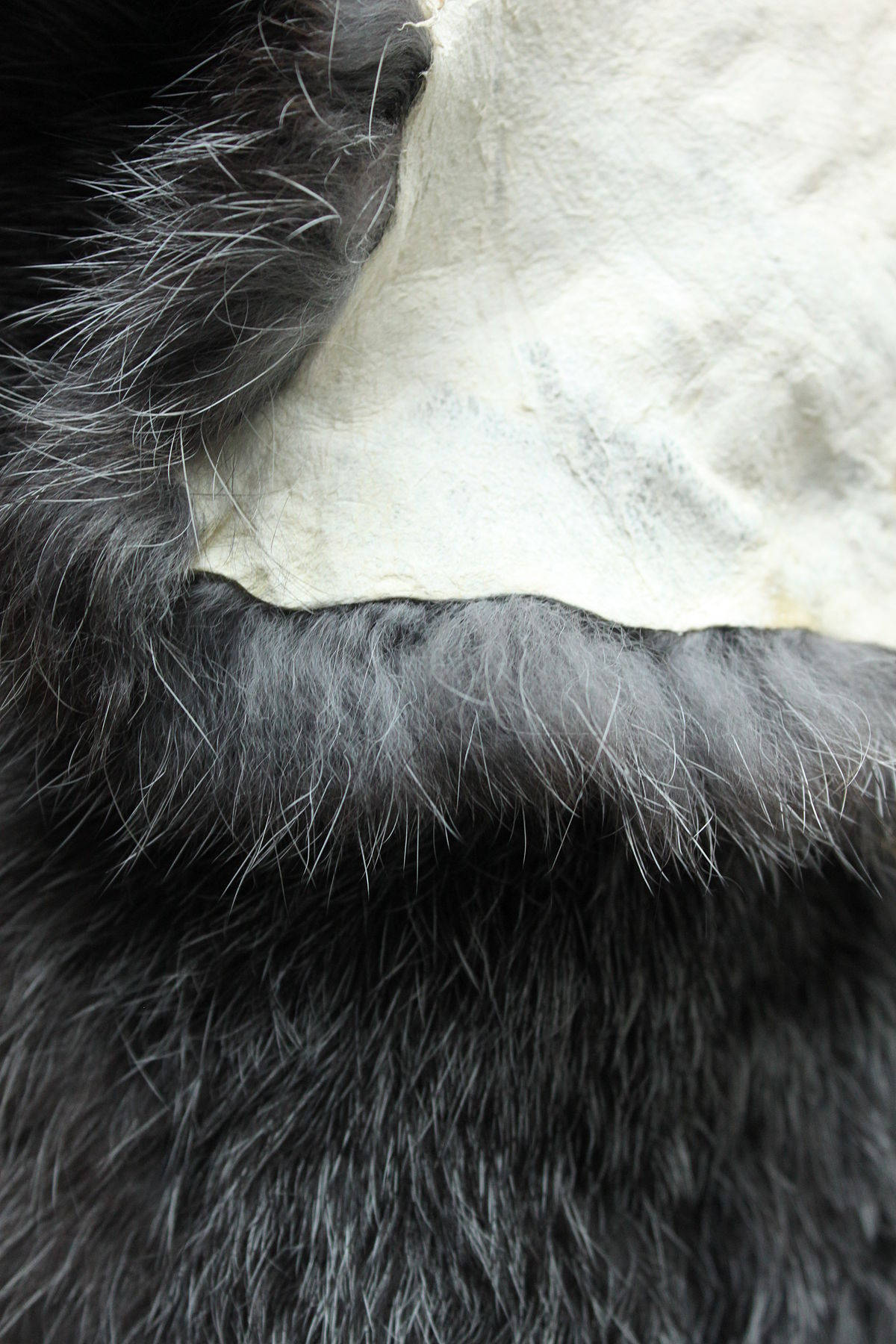 Animal Fur Macro Image Background