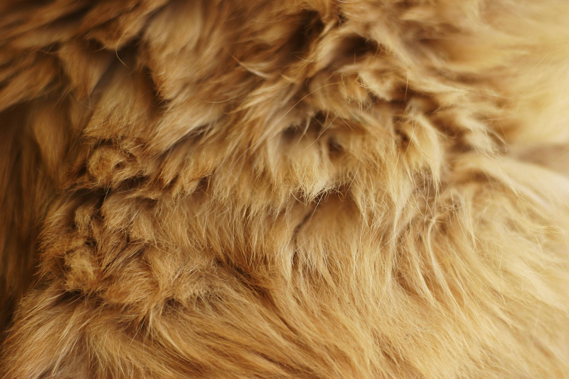 Animal Fur Micro Photography Background