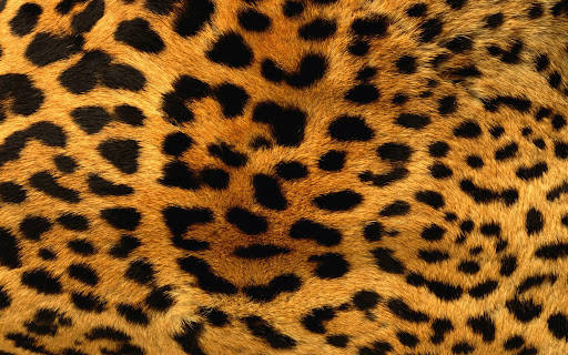 Animal Fur Of Cheetah Background
