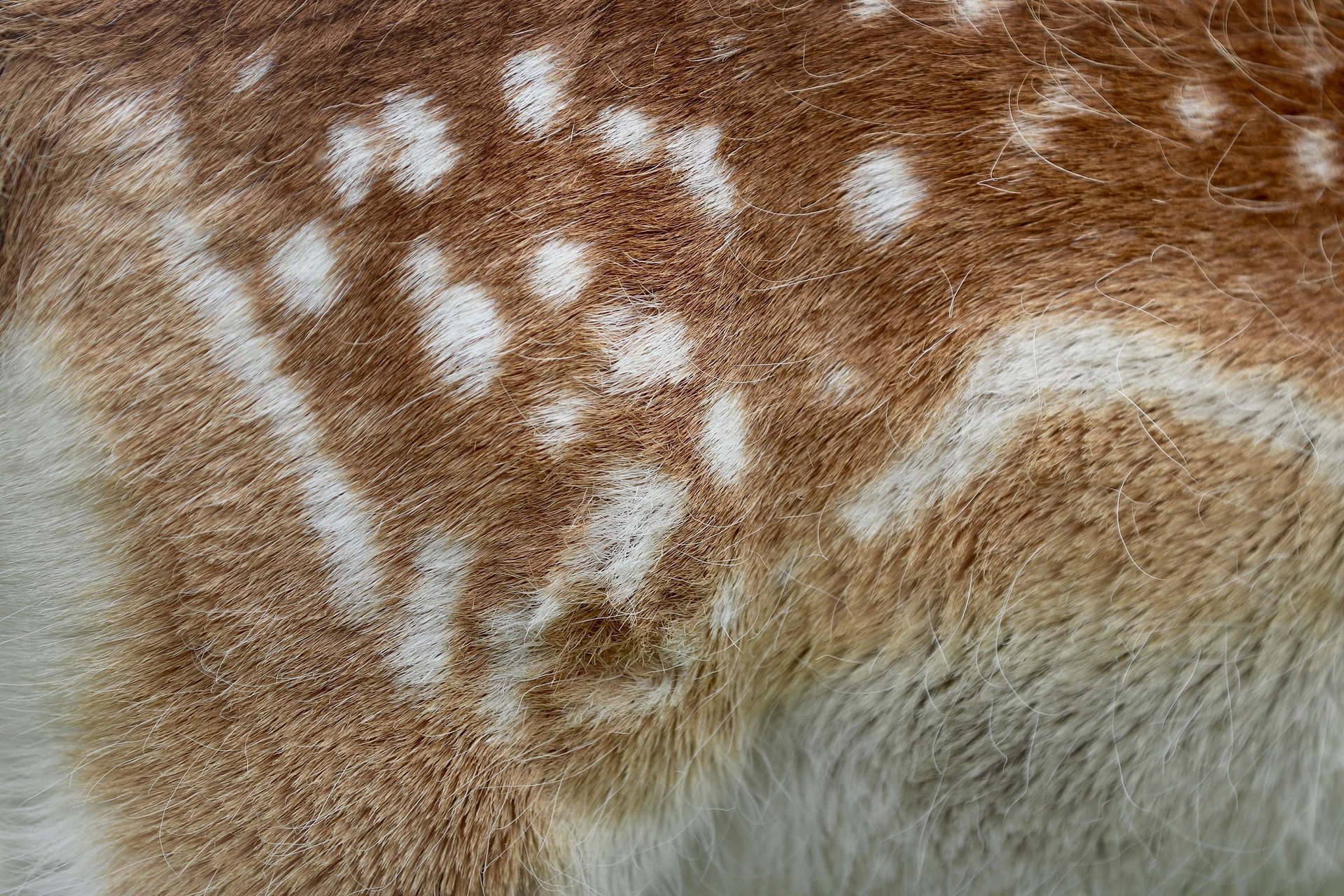 Animal Fur Of Deer Background