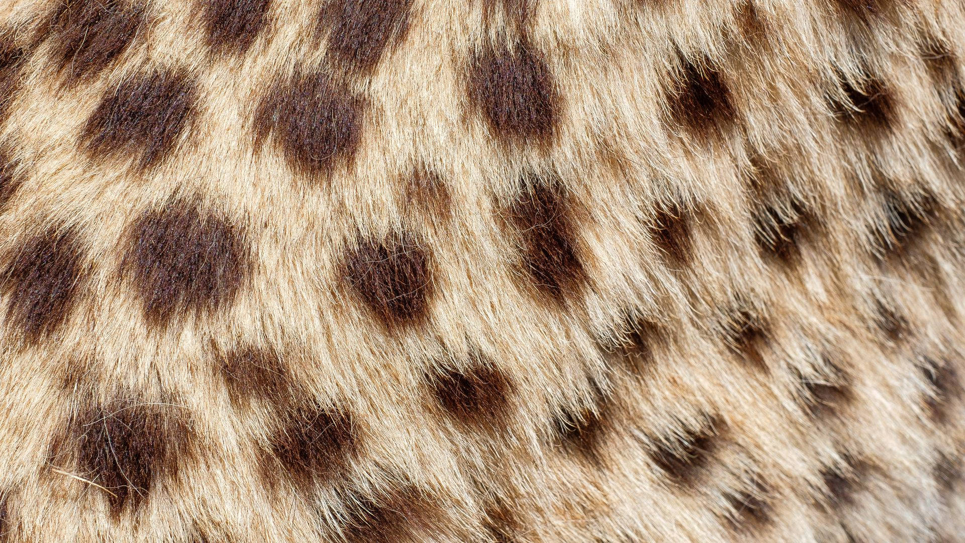 Animal Fur Of Hyena Background