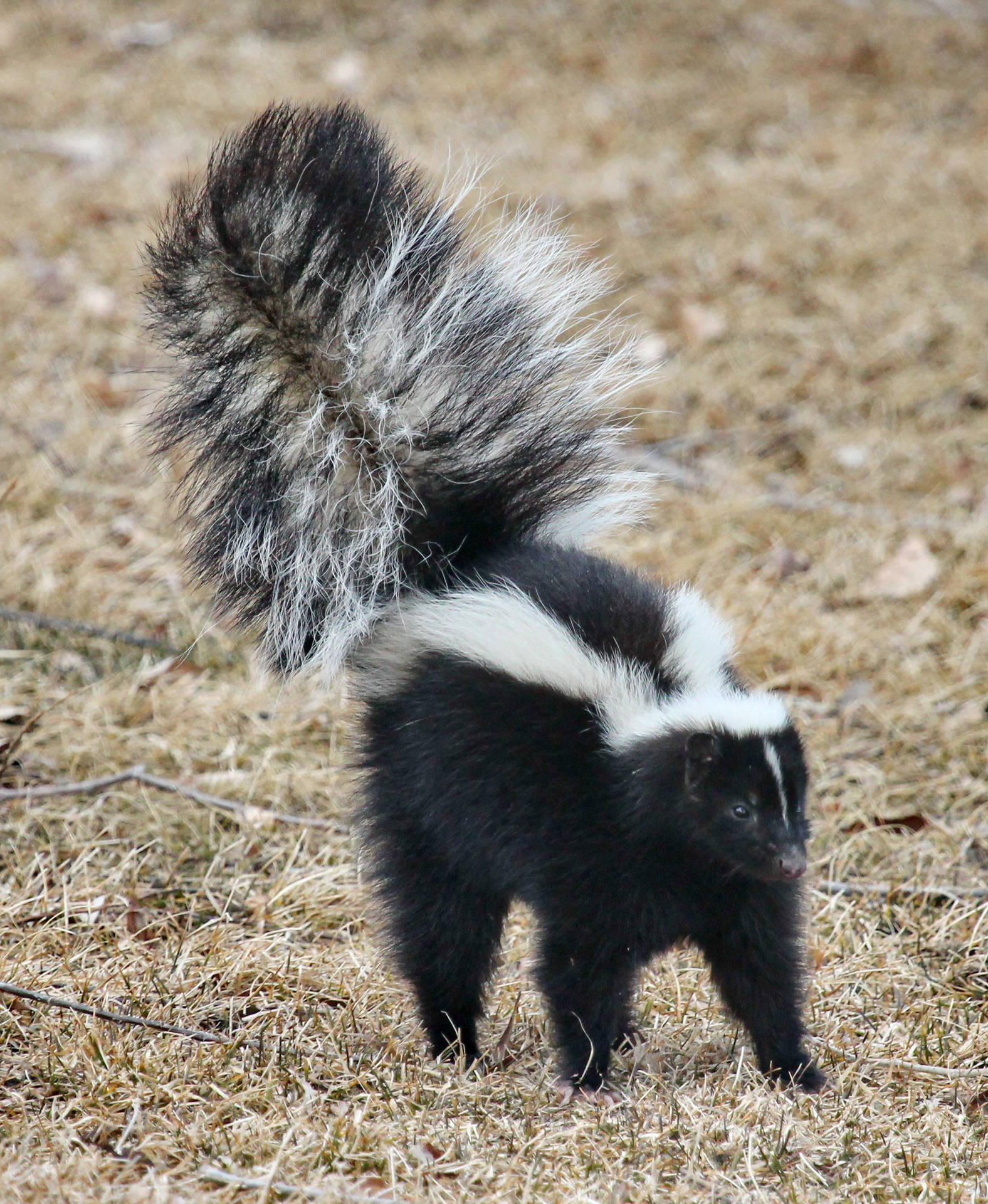 Animal Fur Of Skunk