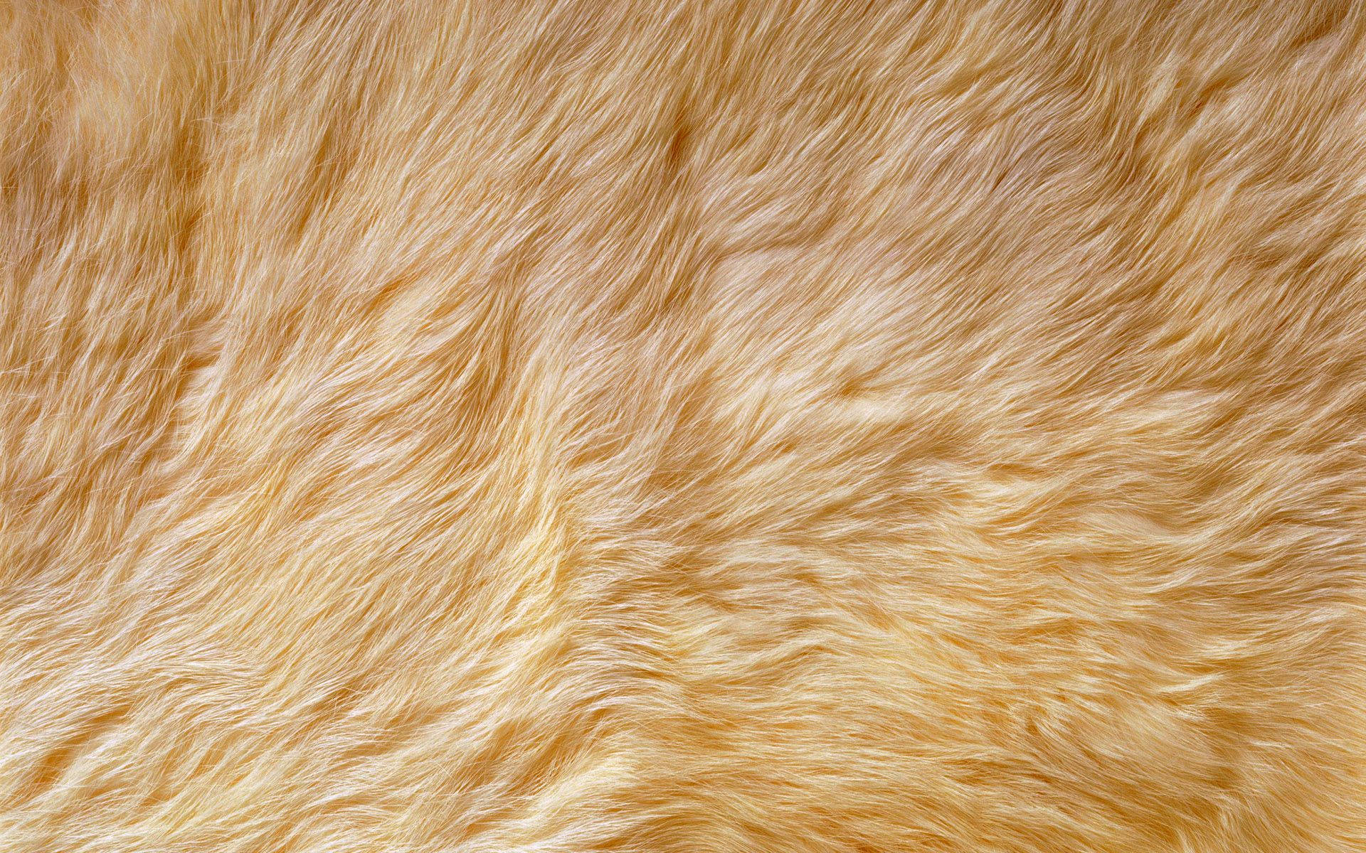 Animal Fur With Soft Texture