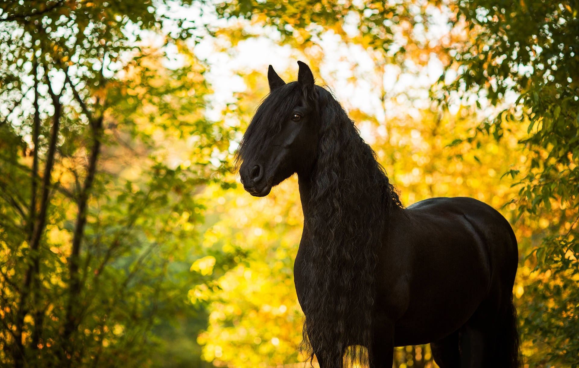 Animal Horse Bokeh Hd Wallpaper | Background Image Background