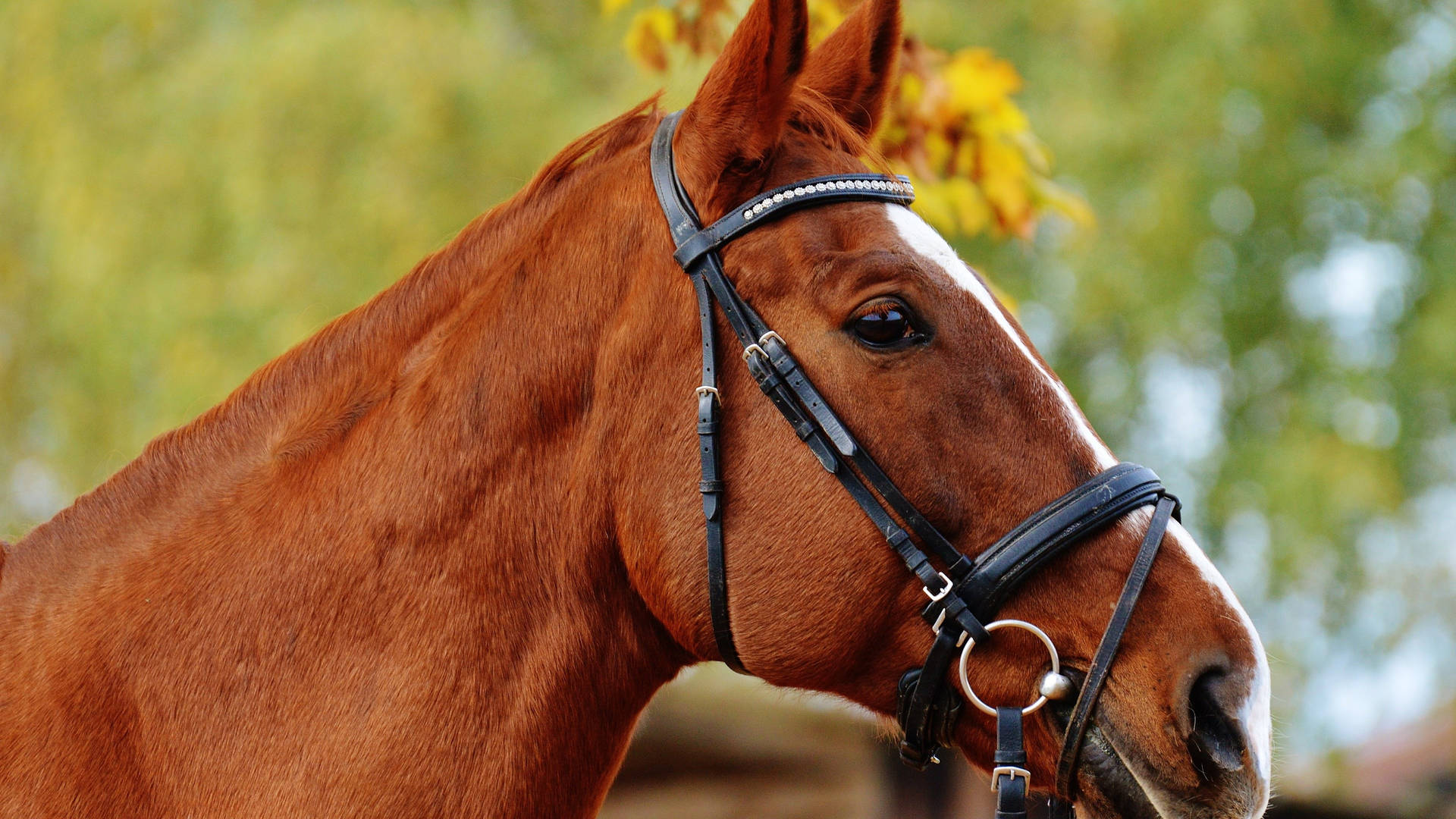 Animal Horse Close-up Bokeh Hd Wallpaper | Background Image