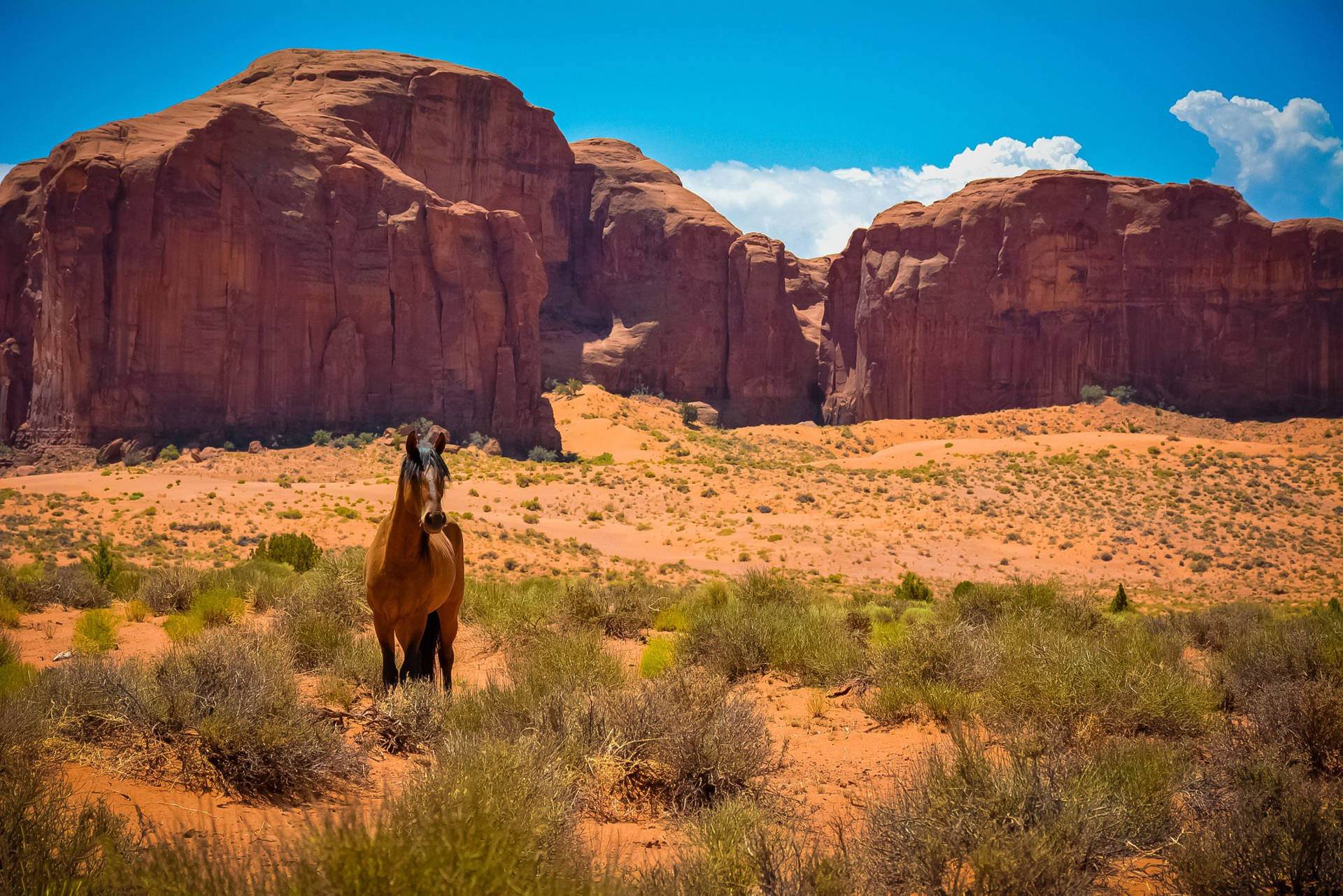 Animal Horse Desert Cliff Hd Wallpaper | Background Image Background