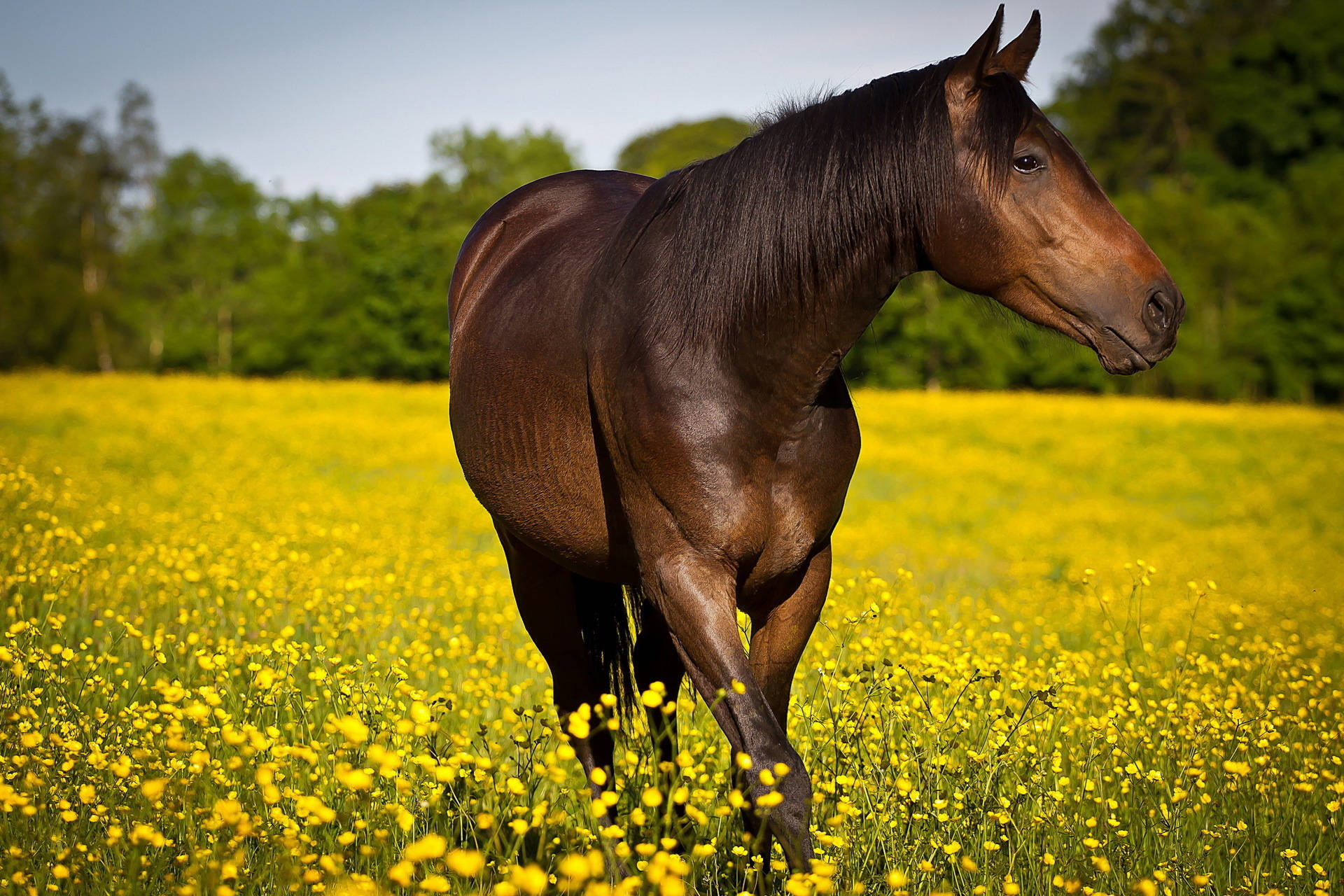 Animal Horse Field Flower Close-up Hd Wallpaper | Background Image Background