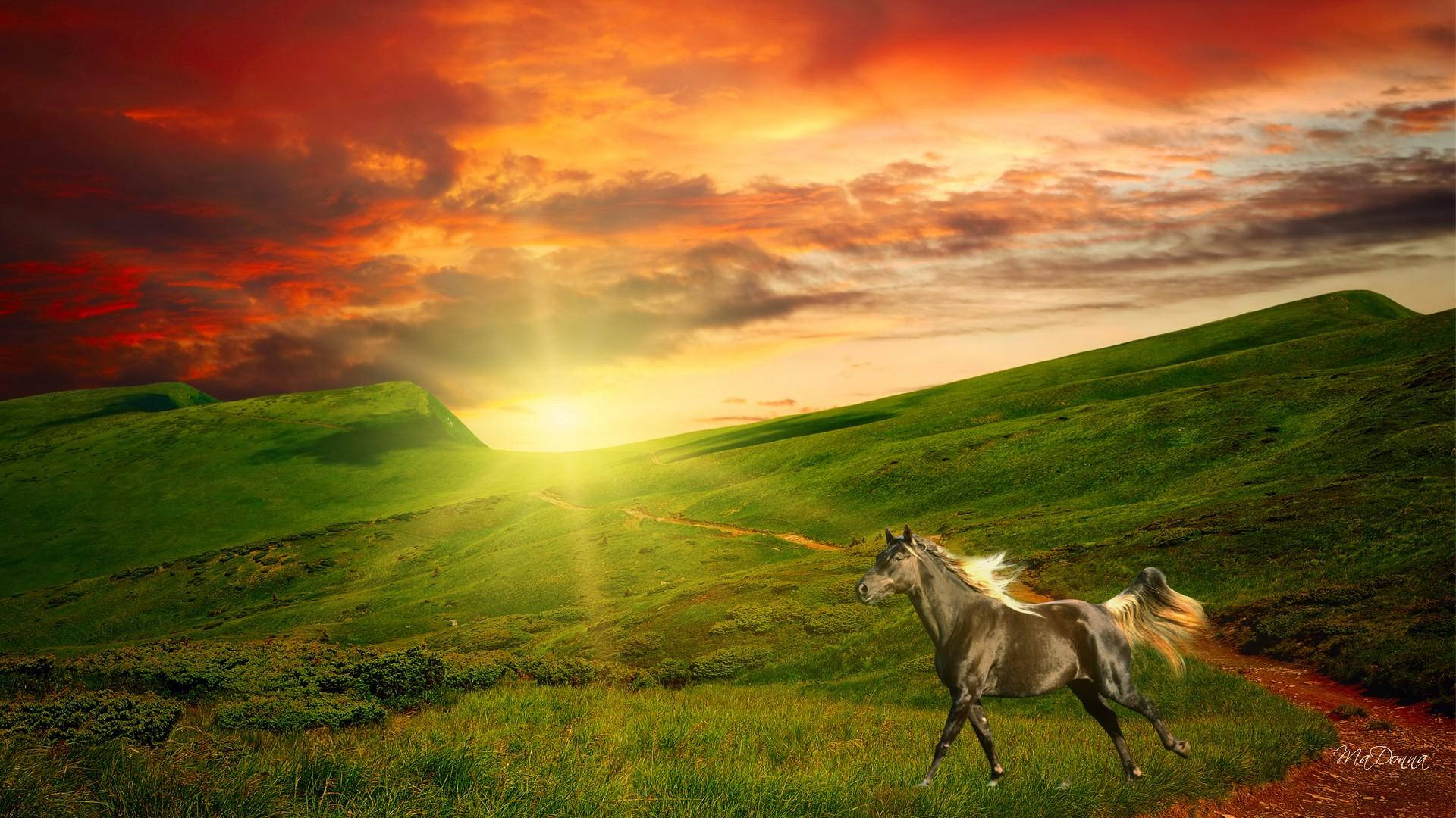 Animal Horse Field Sunrise Sun Sunshine Green Grass Sky Cloud Orange Hd Wallpaper | Background Image