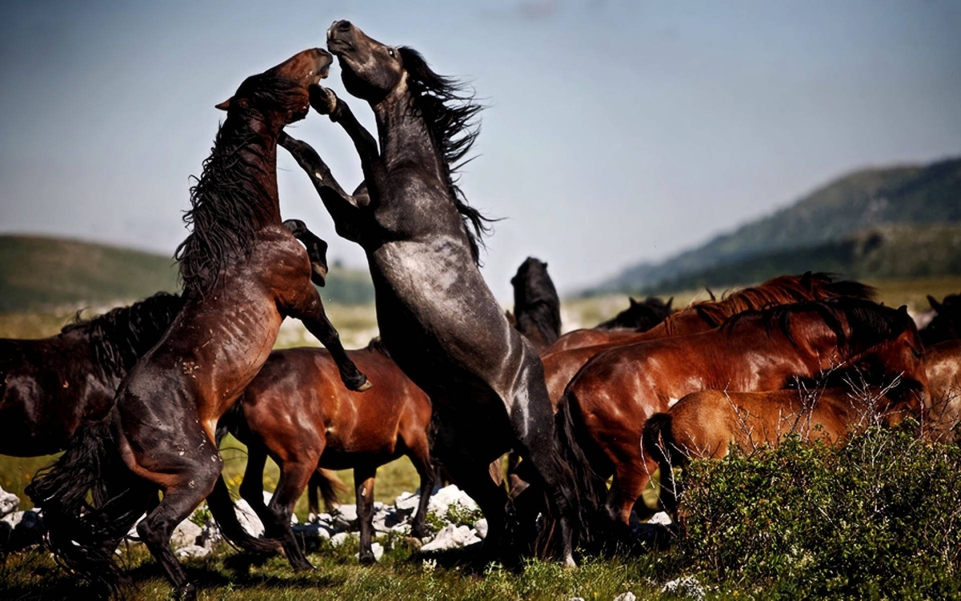 Animal Horse Hd Wallpaper | Background Image Background