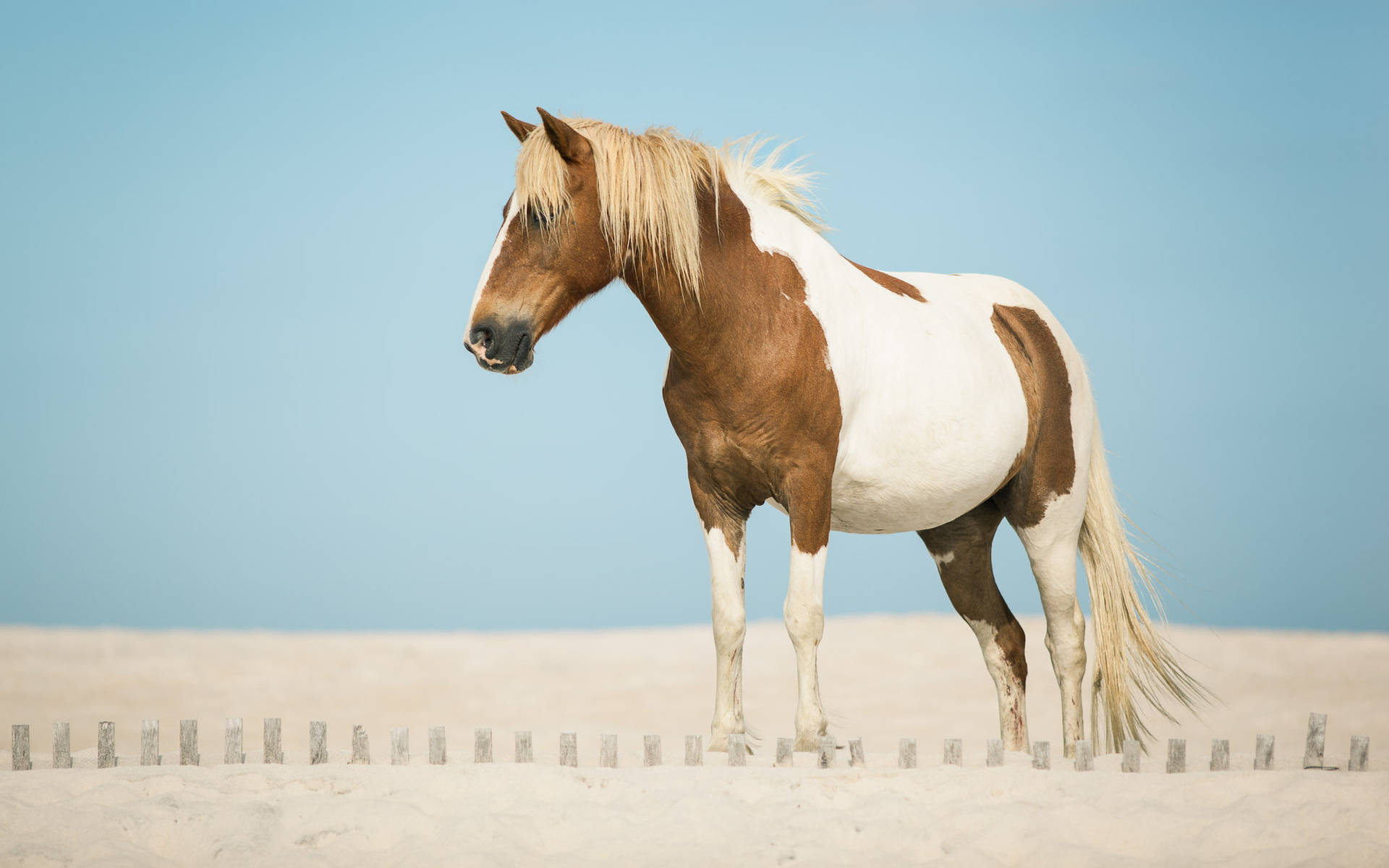 Animal Horse Hd Wallpaper | Background Image Background