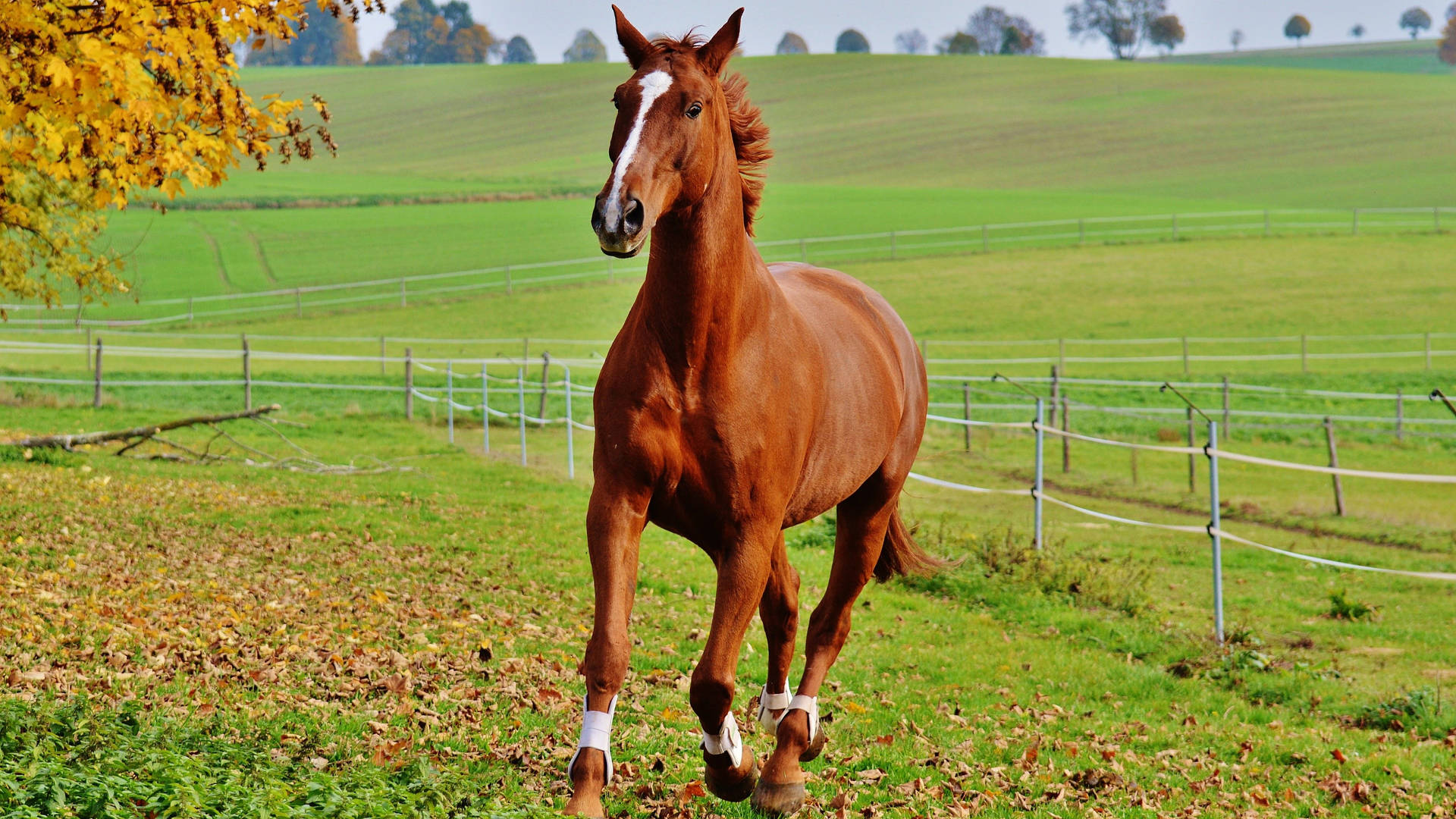 Animal Horse Hd Wallpaper | Background Image Background