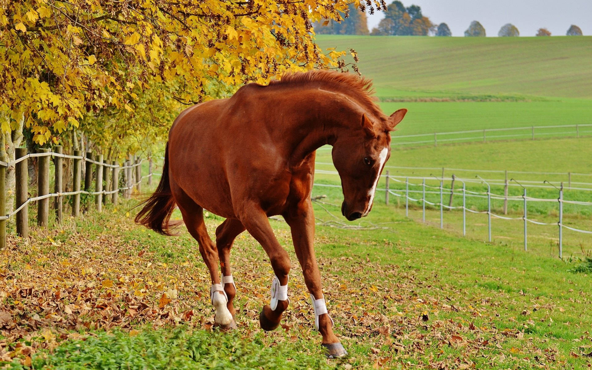 Animal Horse Hd Wallpaper | Background Image Background