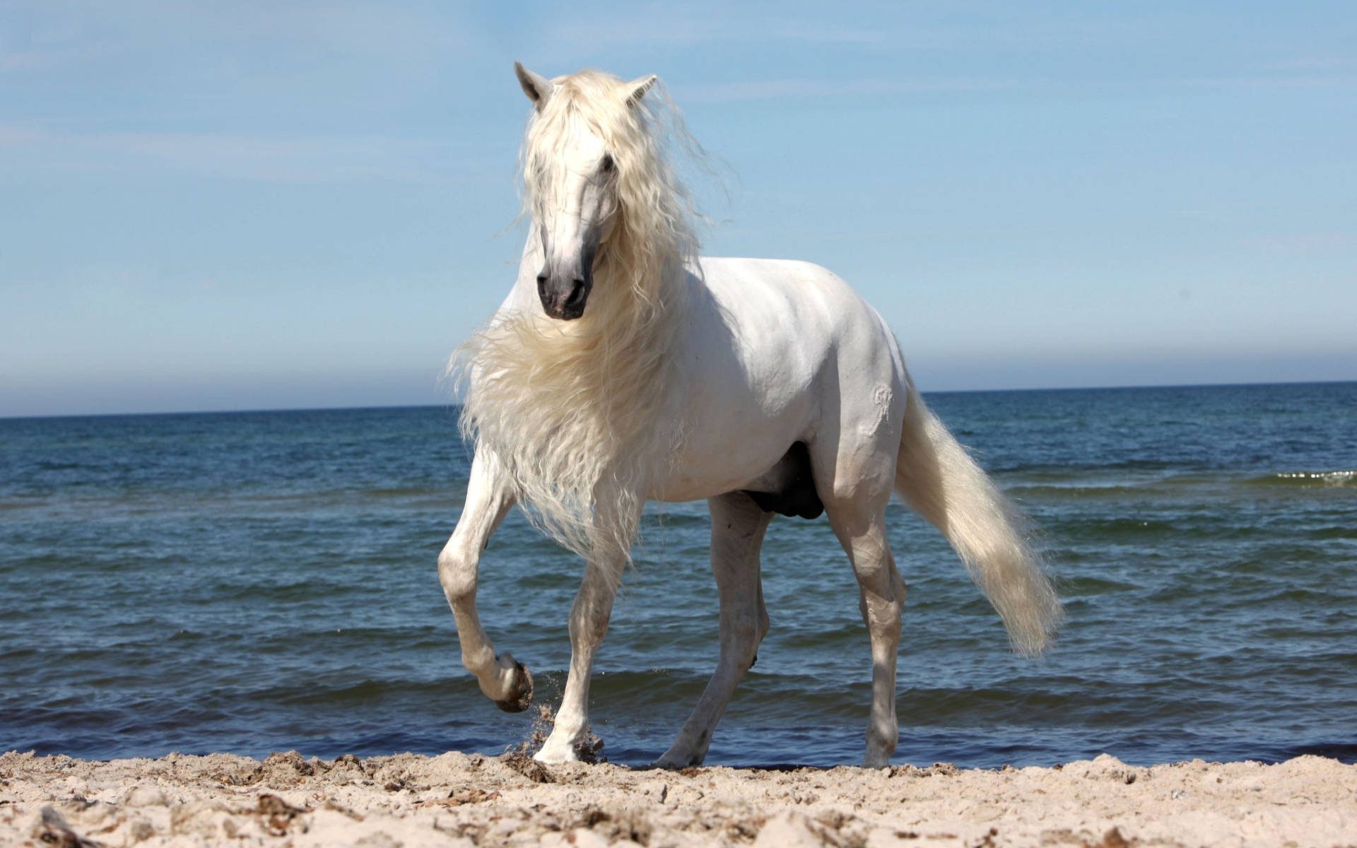 Animal Horse Hd Wallpaper | Background Image