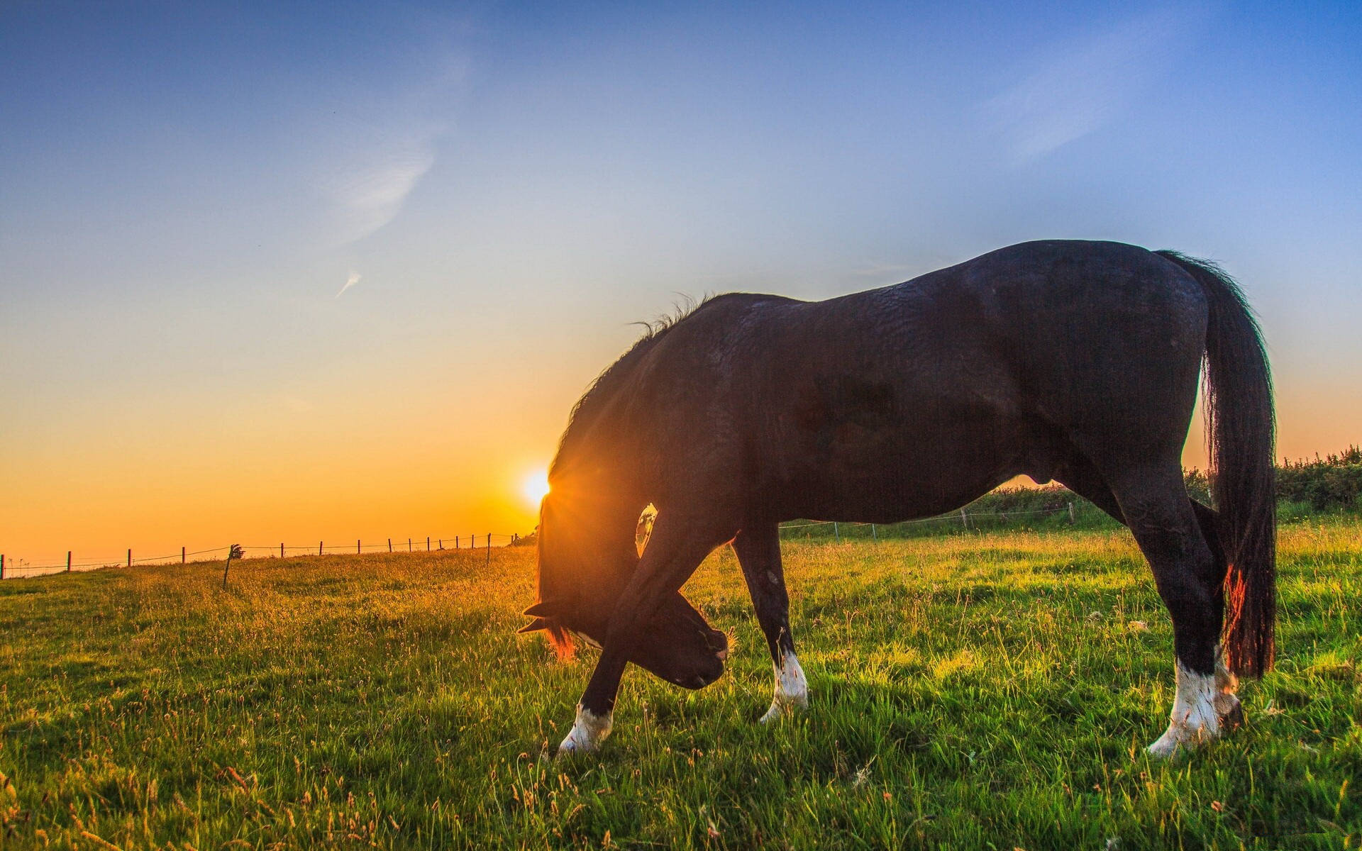 Animal Horse Hd Wallpaper | Background Image Background