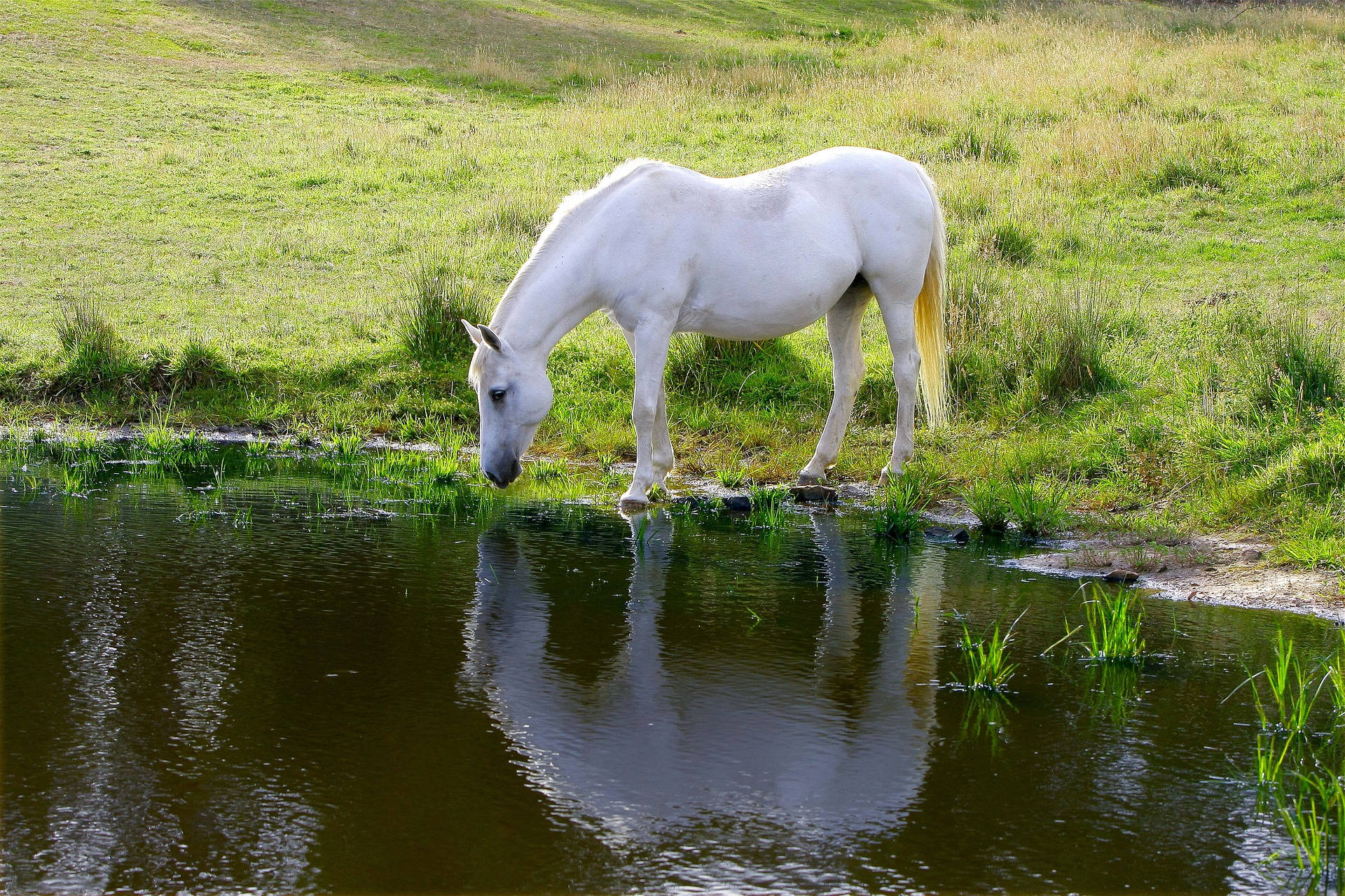 Animal Horse Lake Reflection Pond Hd Wallpaper | Background Image