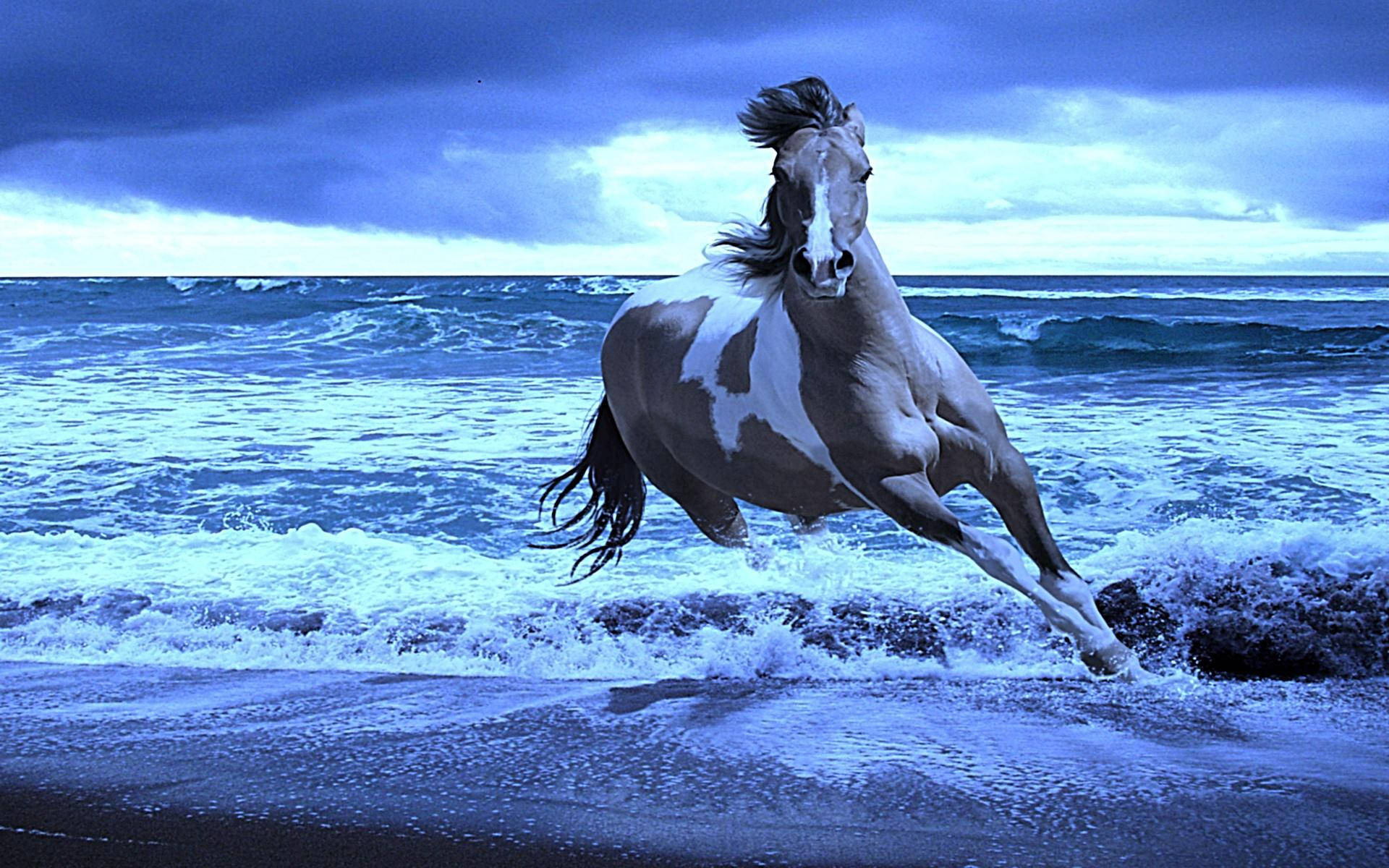 Animal Horse Ocean Sea Hd Wallpaper | Background Image Background