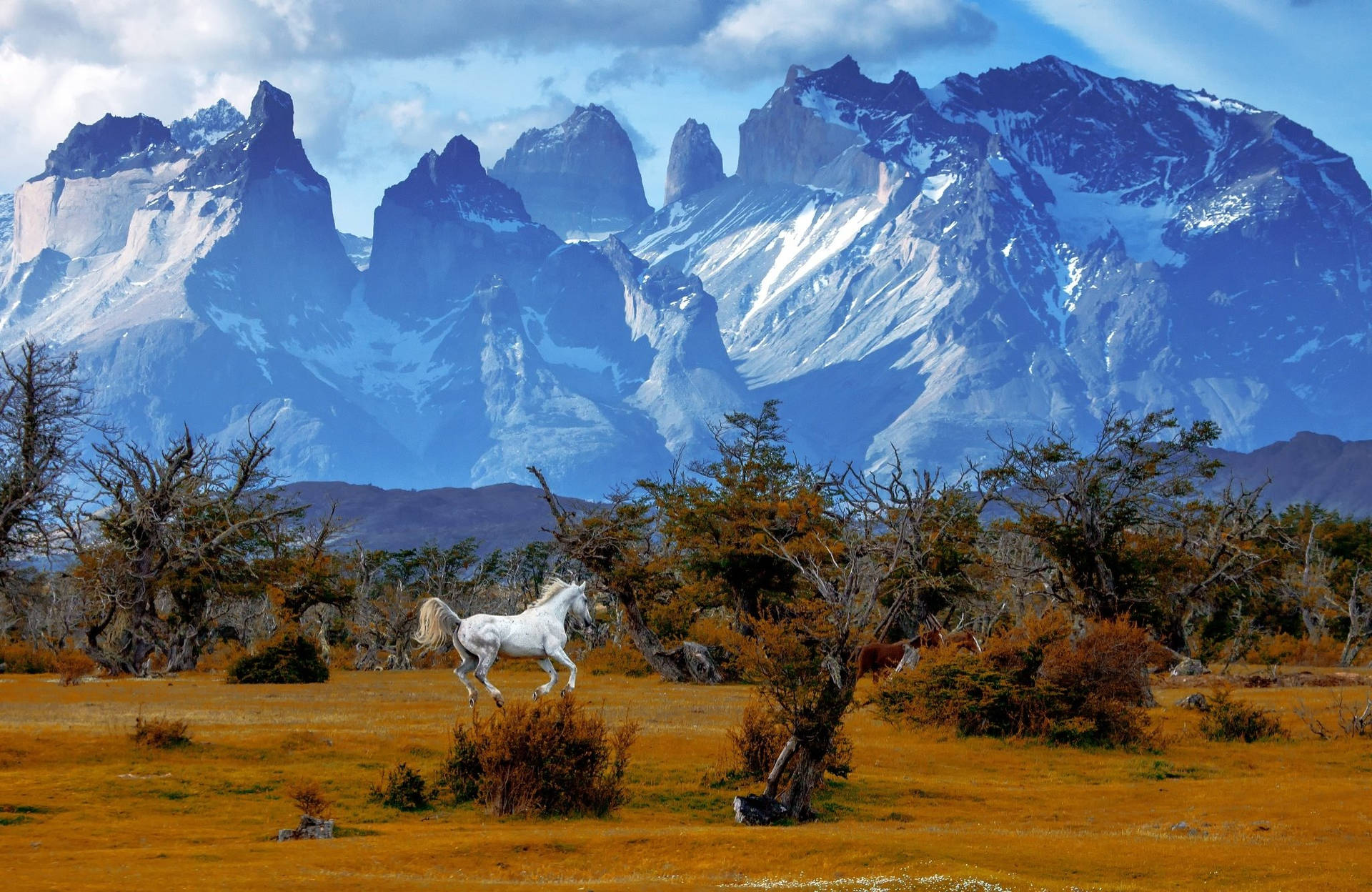 Animal Horse Patagonia Chile Mountain Landscape Torres Del Paine National Park Hd Wallpaper | Background Image Background