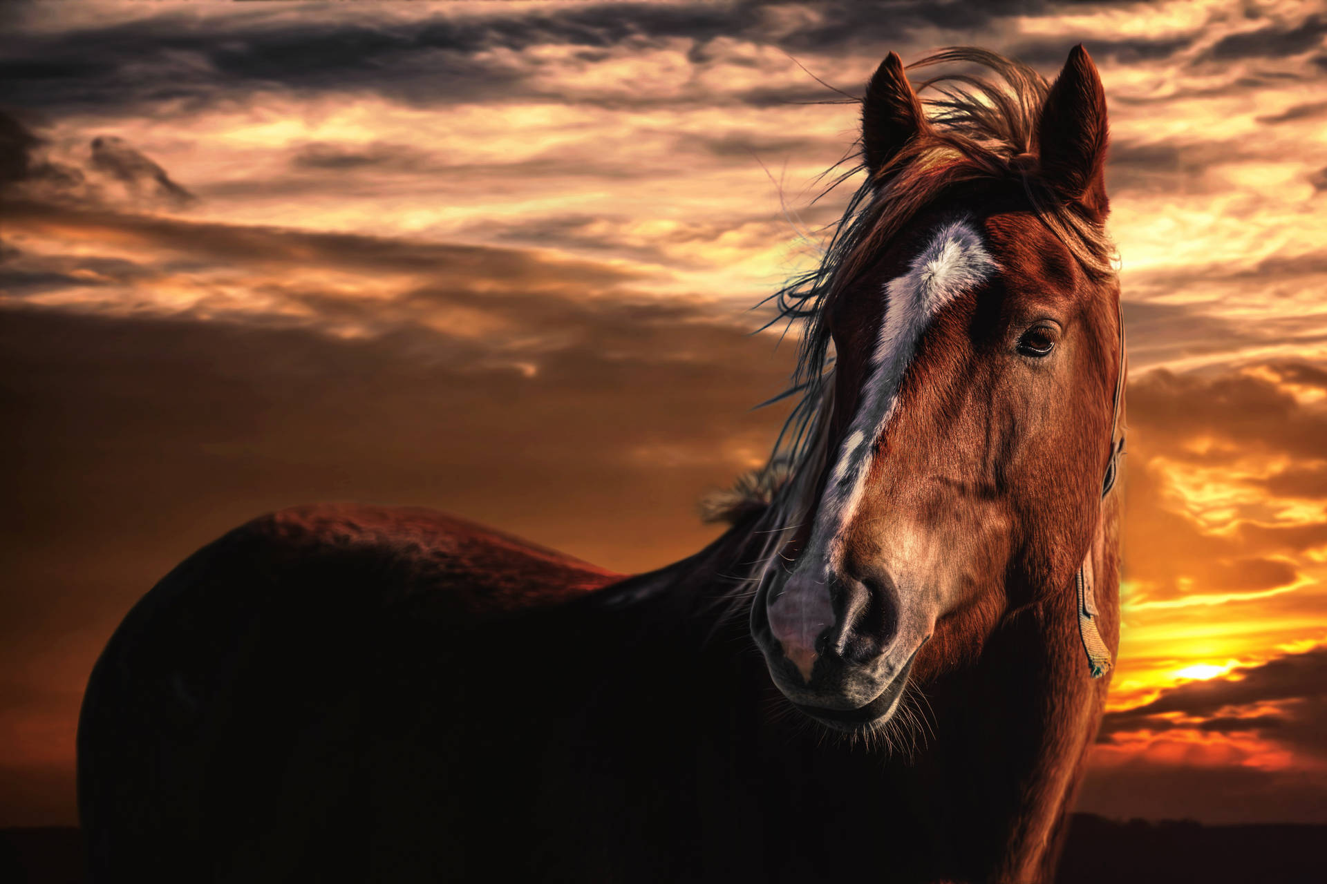 Animal Horse Sunset Hd Wallpaper | Background Image Background