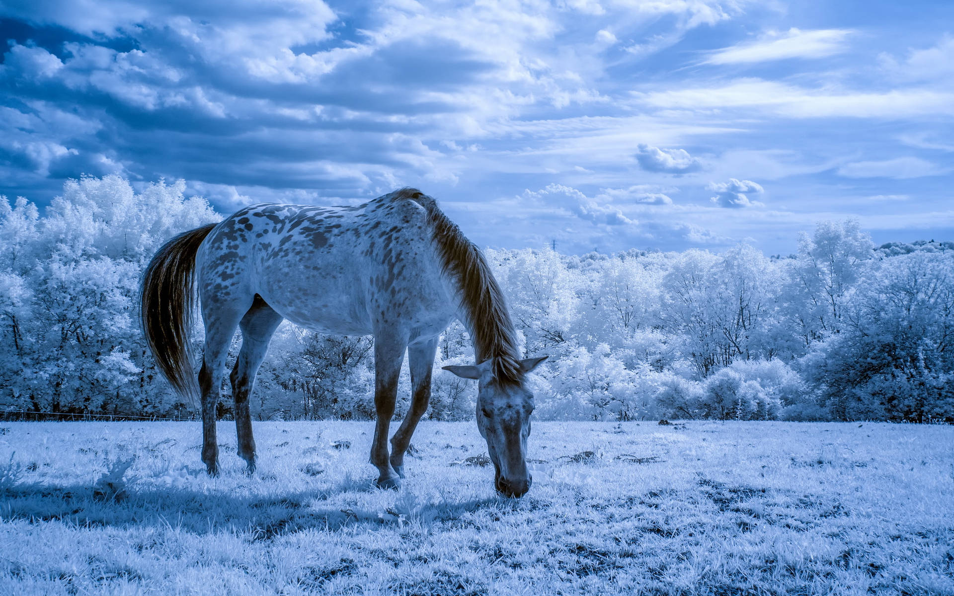 Animal Horse White Field Snow Hd Wallpaper | Background Image Background