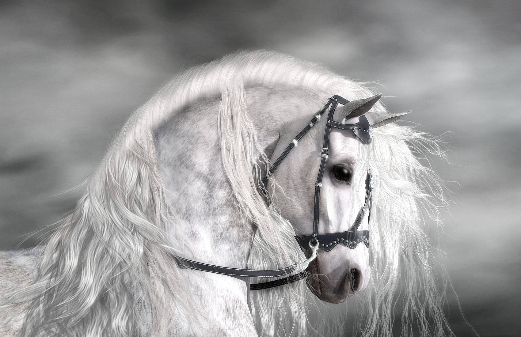 Animal Horse White Hd Wallpaper | Background Image Background