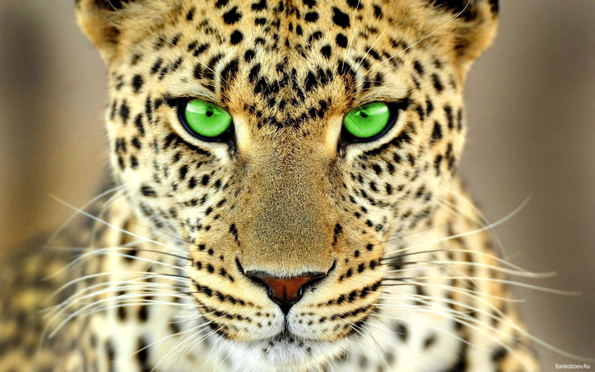 Animal Leopard With Green Eyes Background