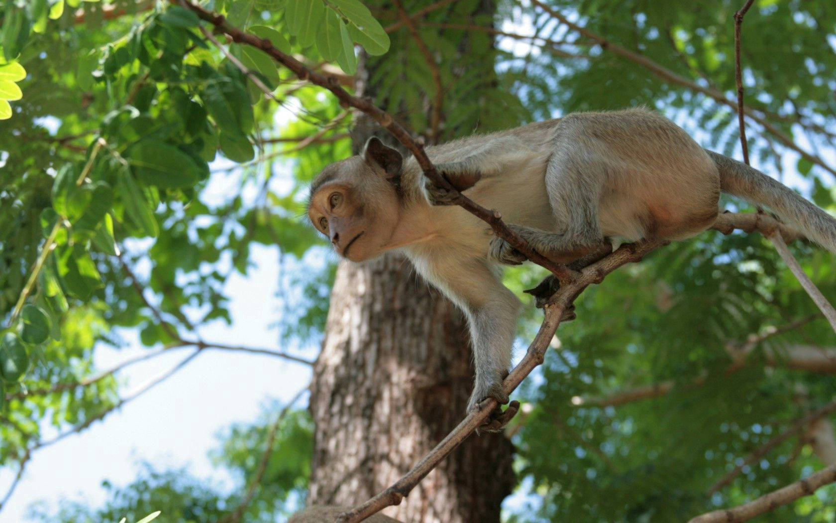 Animal Monkey In Branch Background