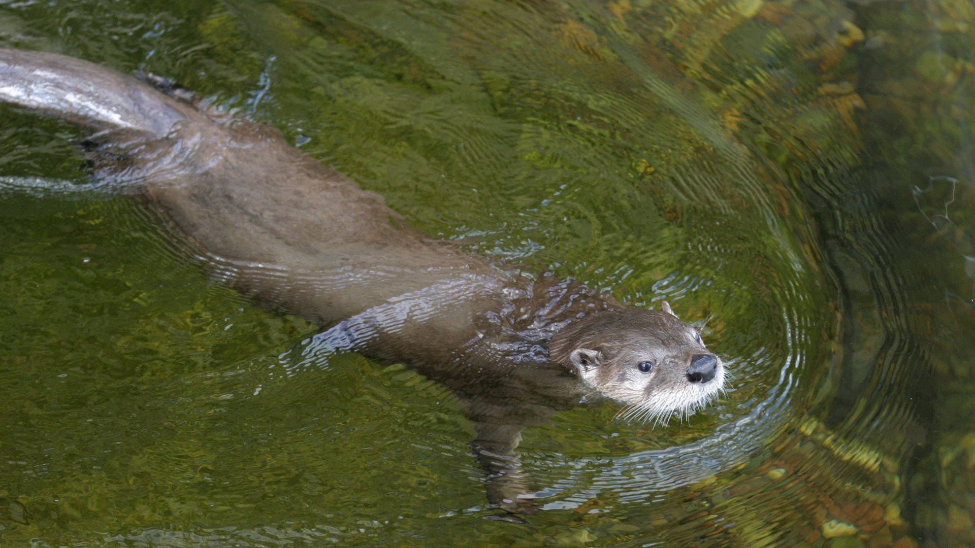 Animal Otter On Water Background