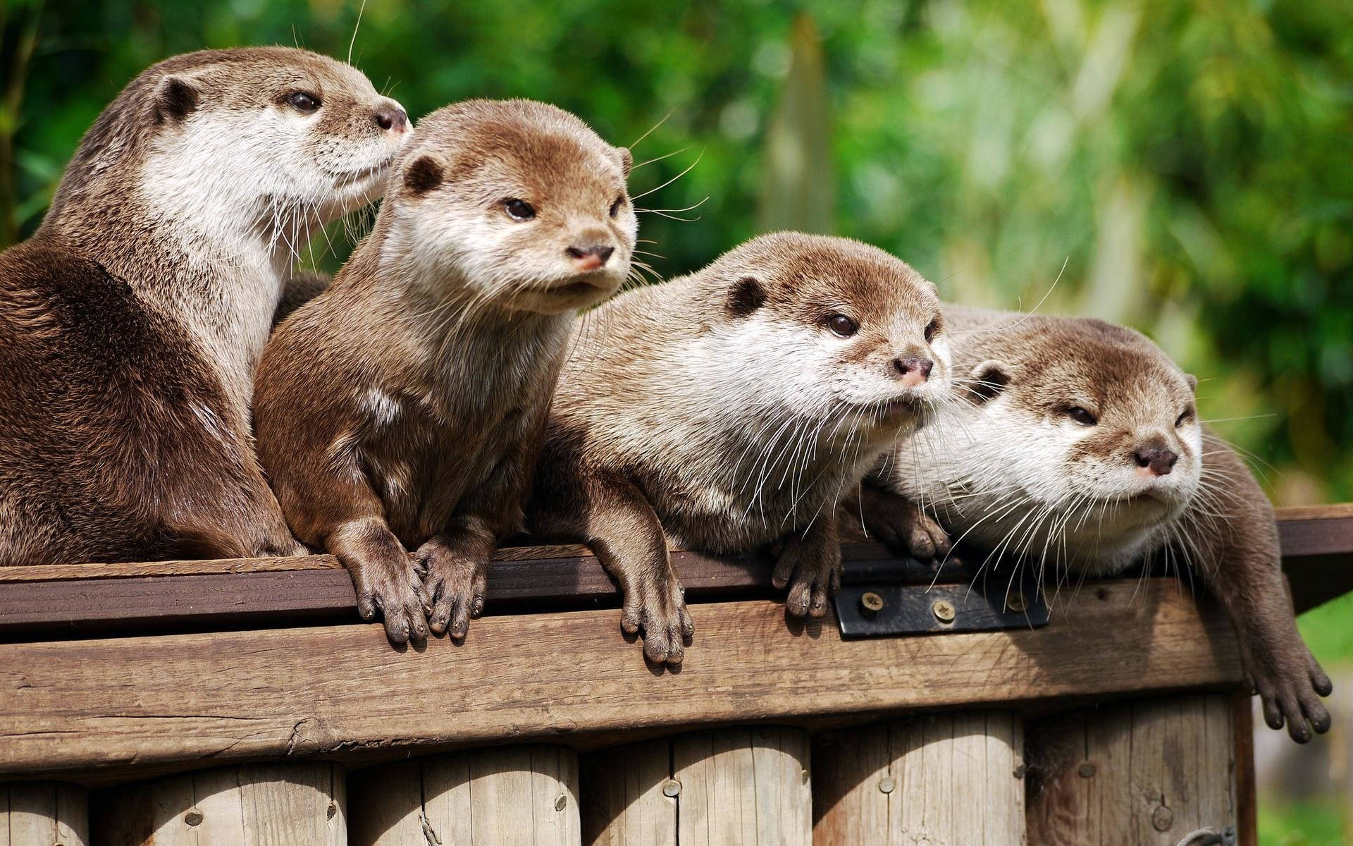 Animal Otters In Wild Background