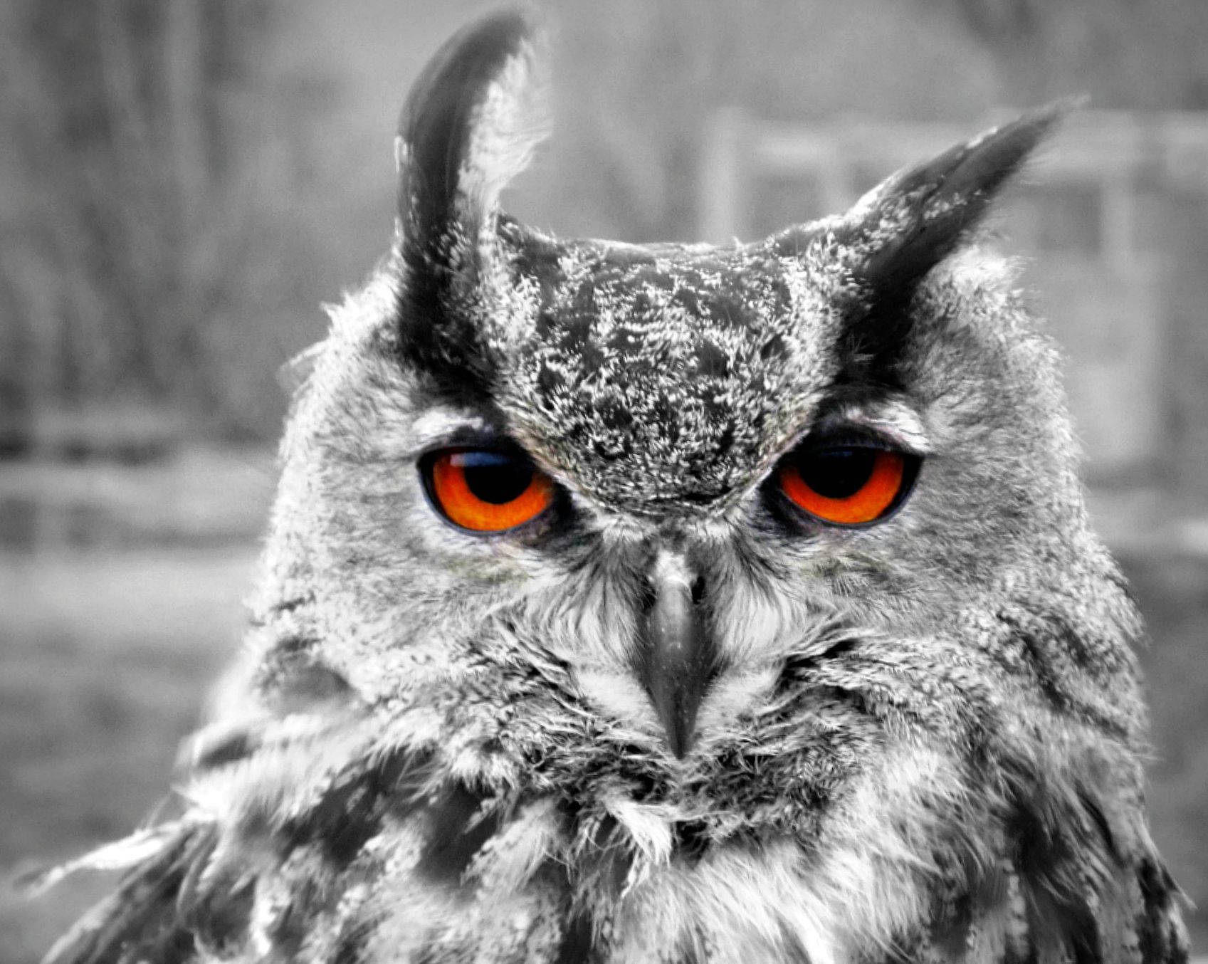 Animal Planet Eagle Owl Background