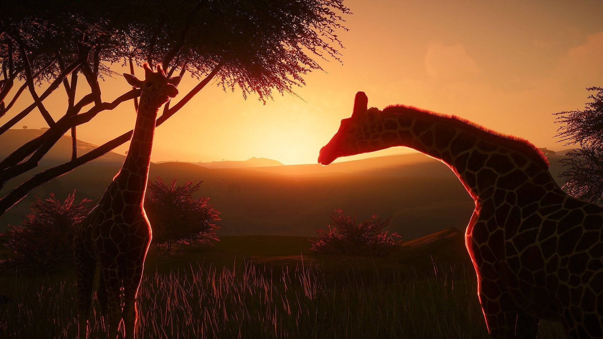 Animal Planet Giraffes Silhouette Background