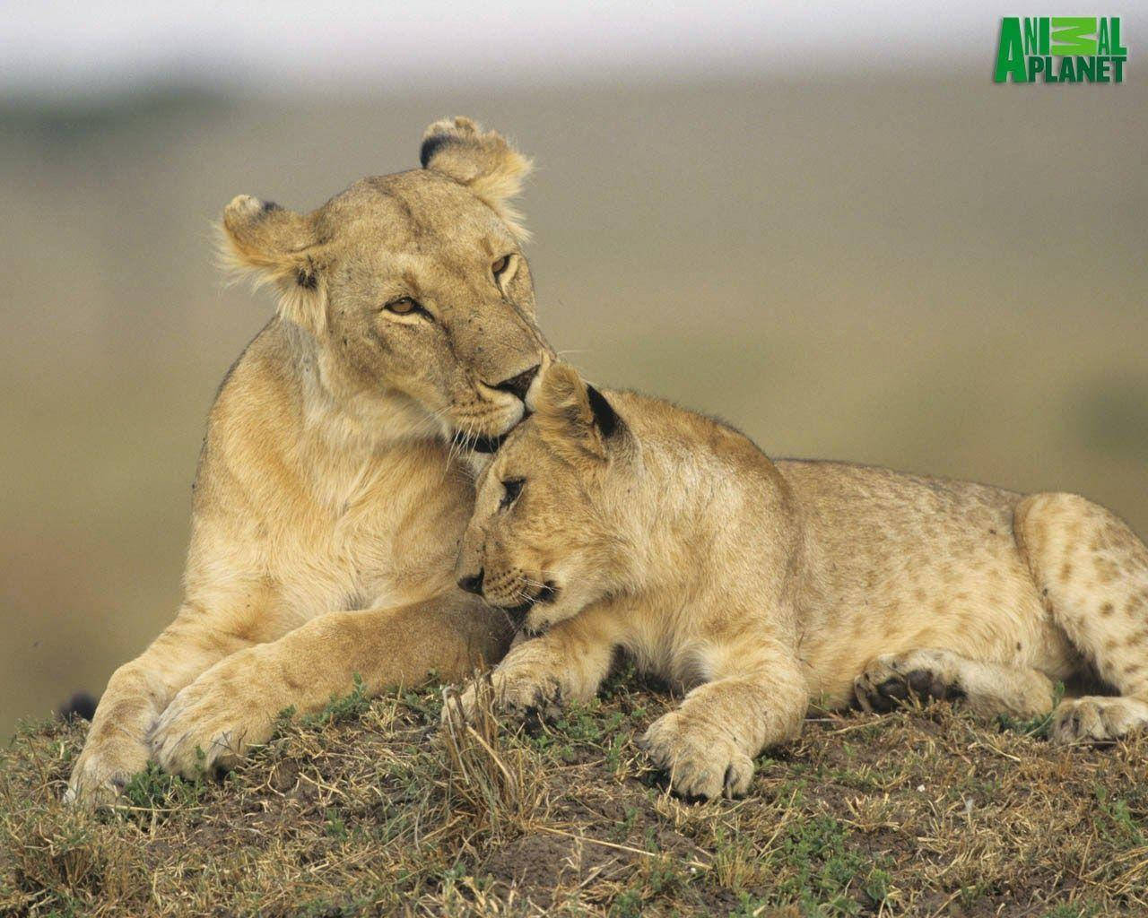 Animal Planet Lioness With Cub Background