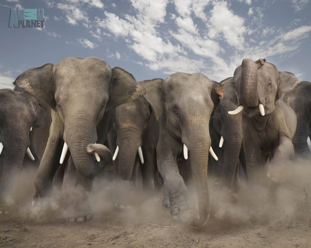 Animal Planet Stampeding Elephants Background