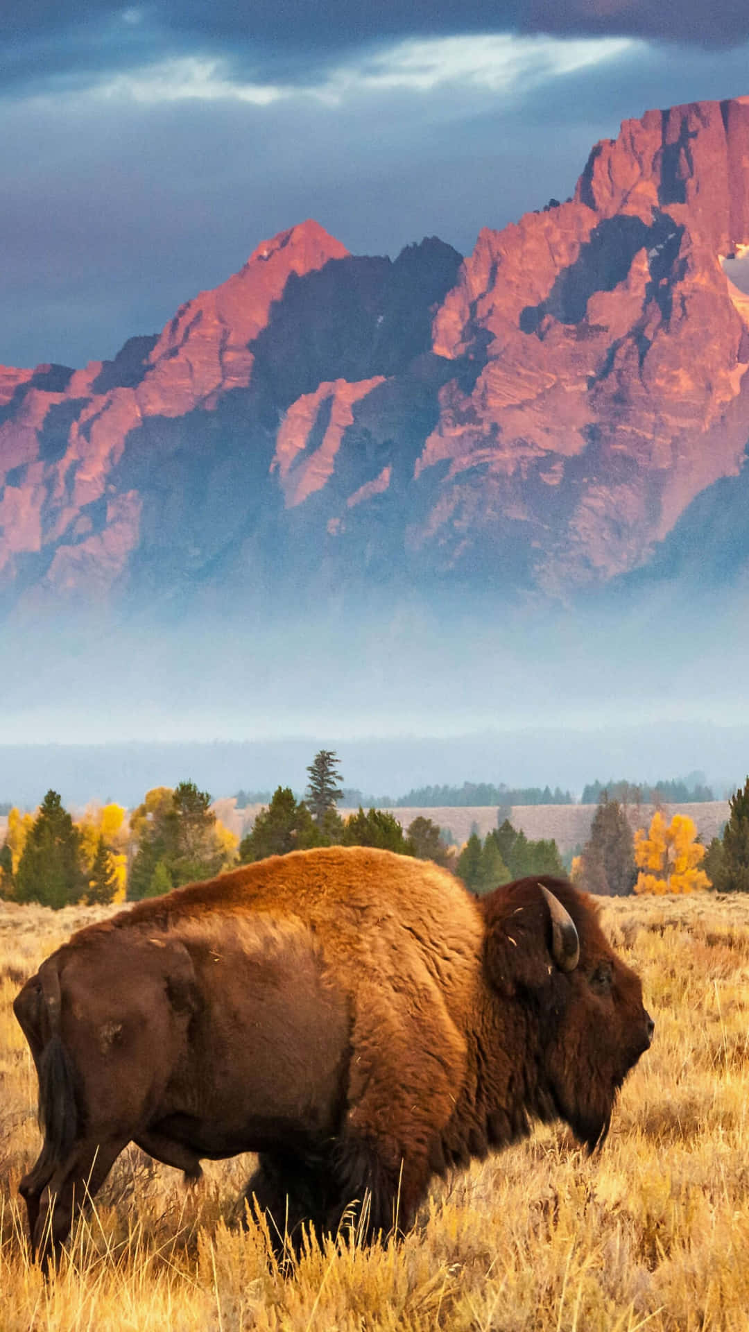 Animals At Grand Teton National Park Background