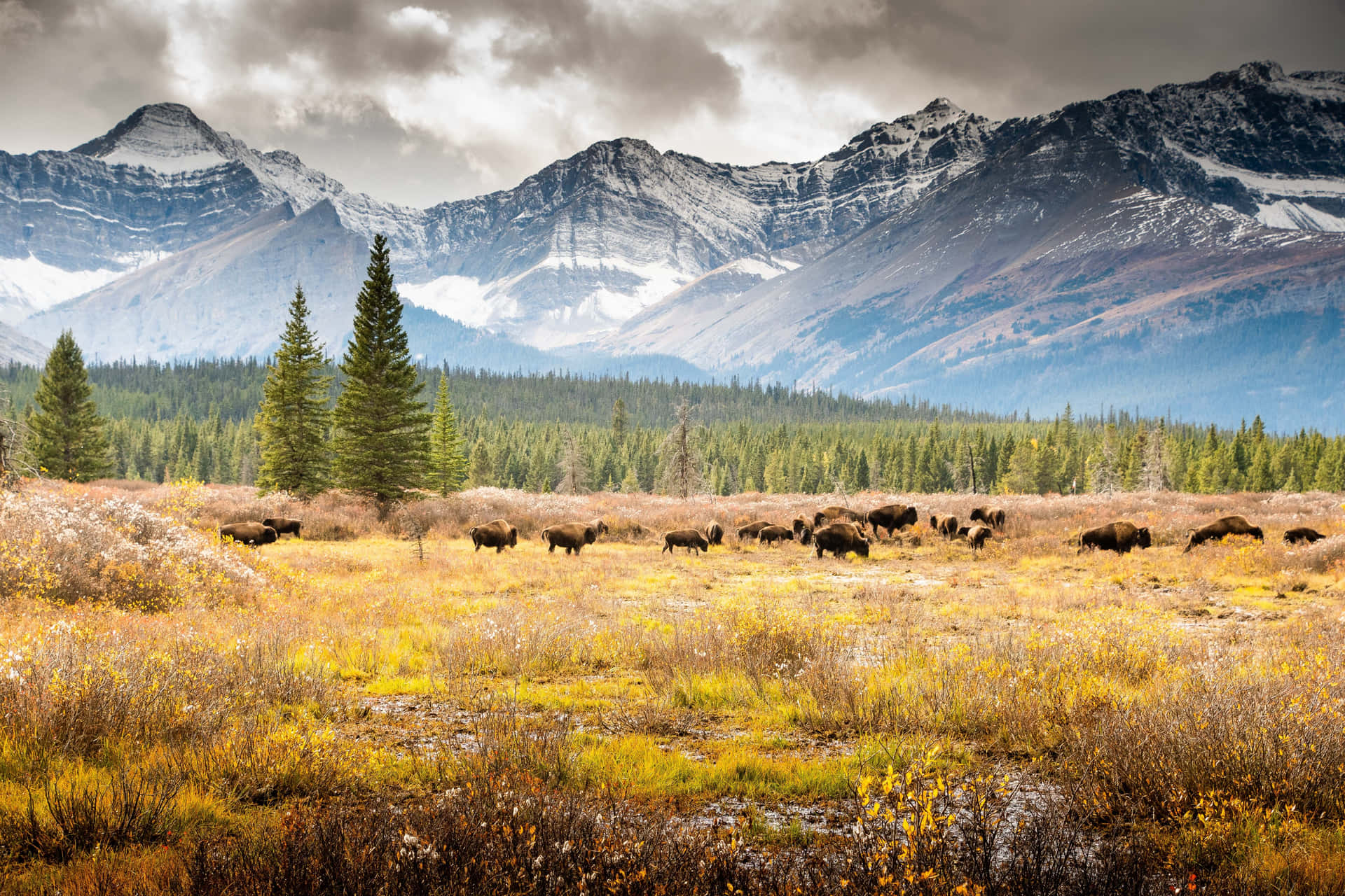 Animals In Field Near Tundra Mountains