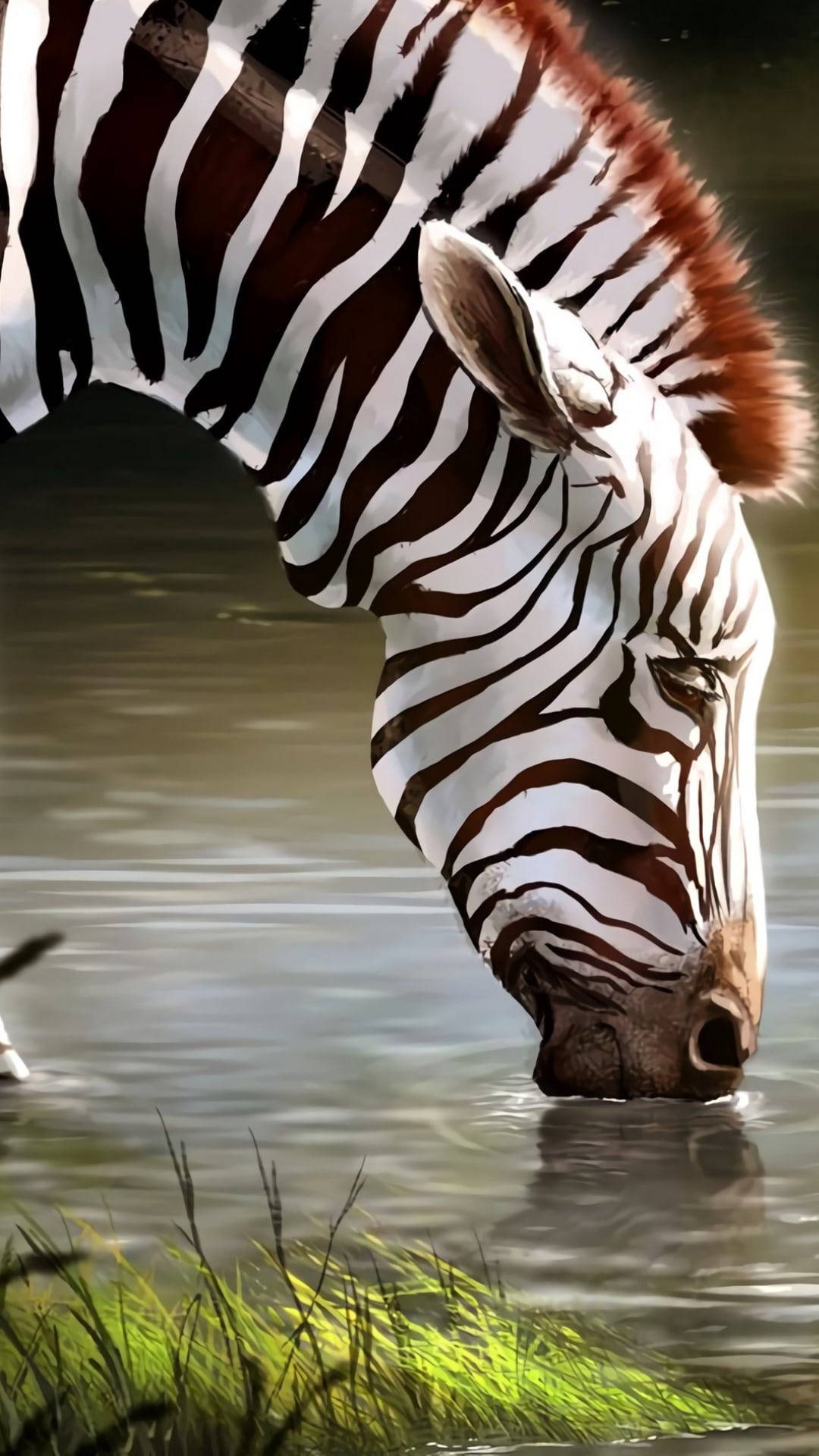 Animated Zebra Drinking Water Background