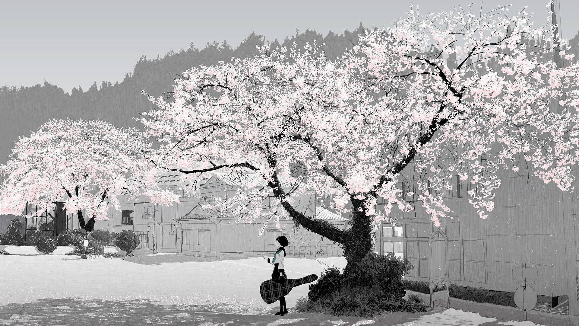 Animation Black And White Anime Girl Cherry Blossom Tree Background