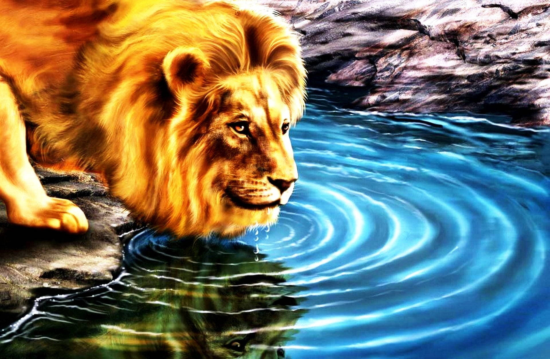 Animation Of Lion Drinking Water