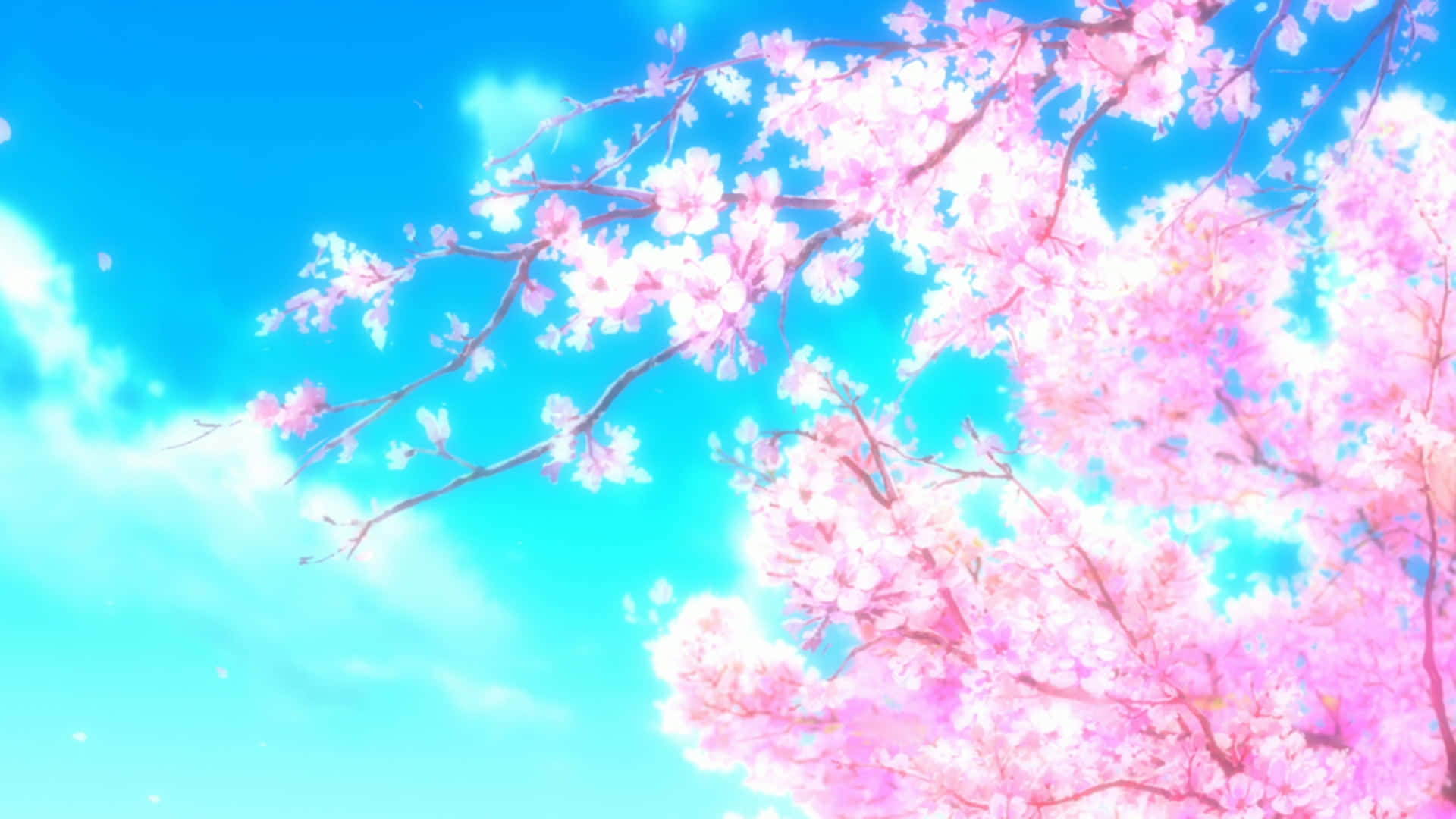 Anime Cherry Blossoms Against Blue Sky Background