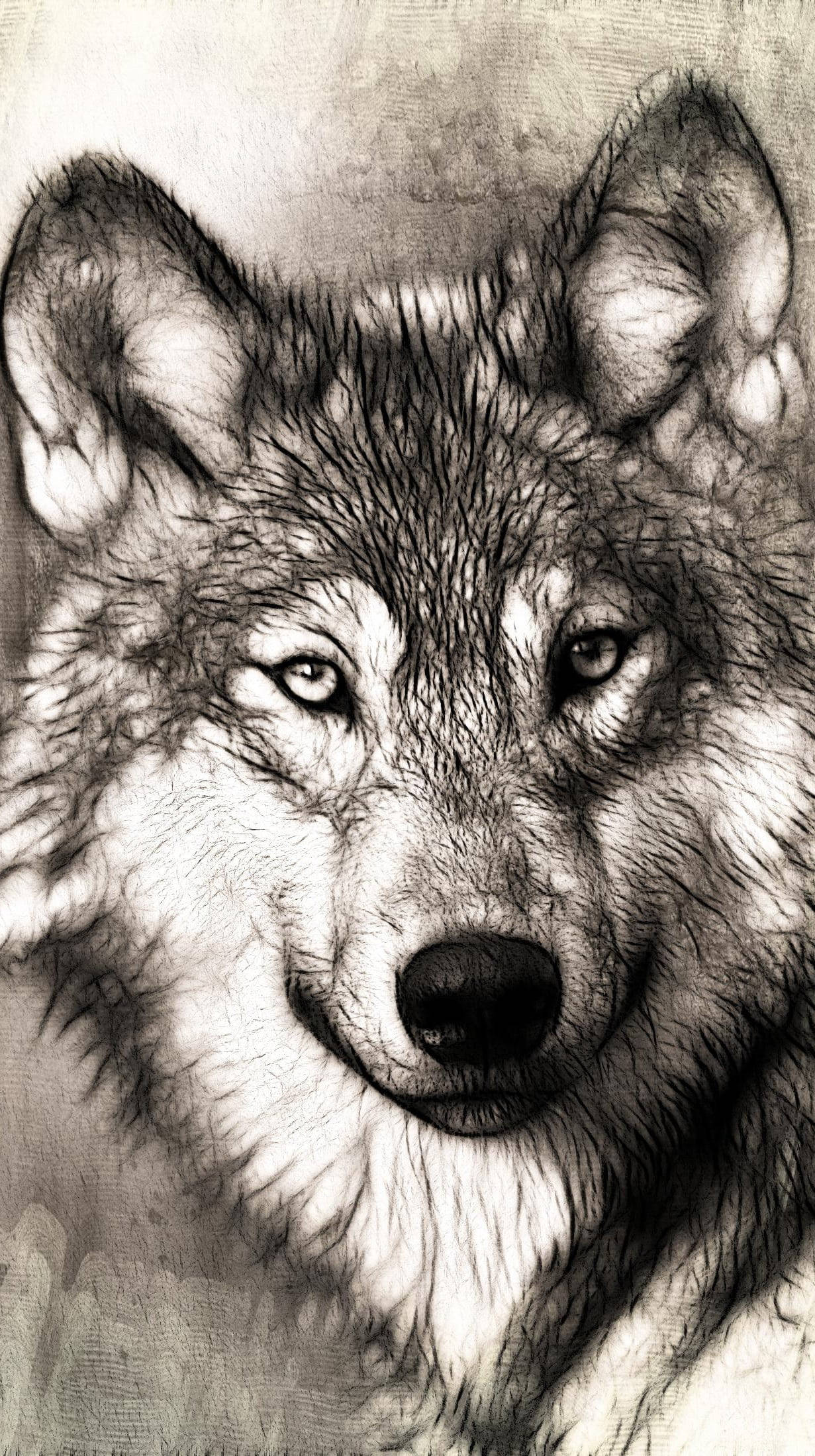 Anime Wolf Gray And White Background