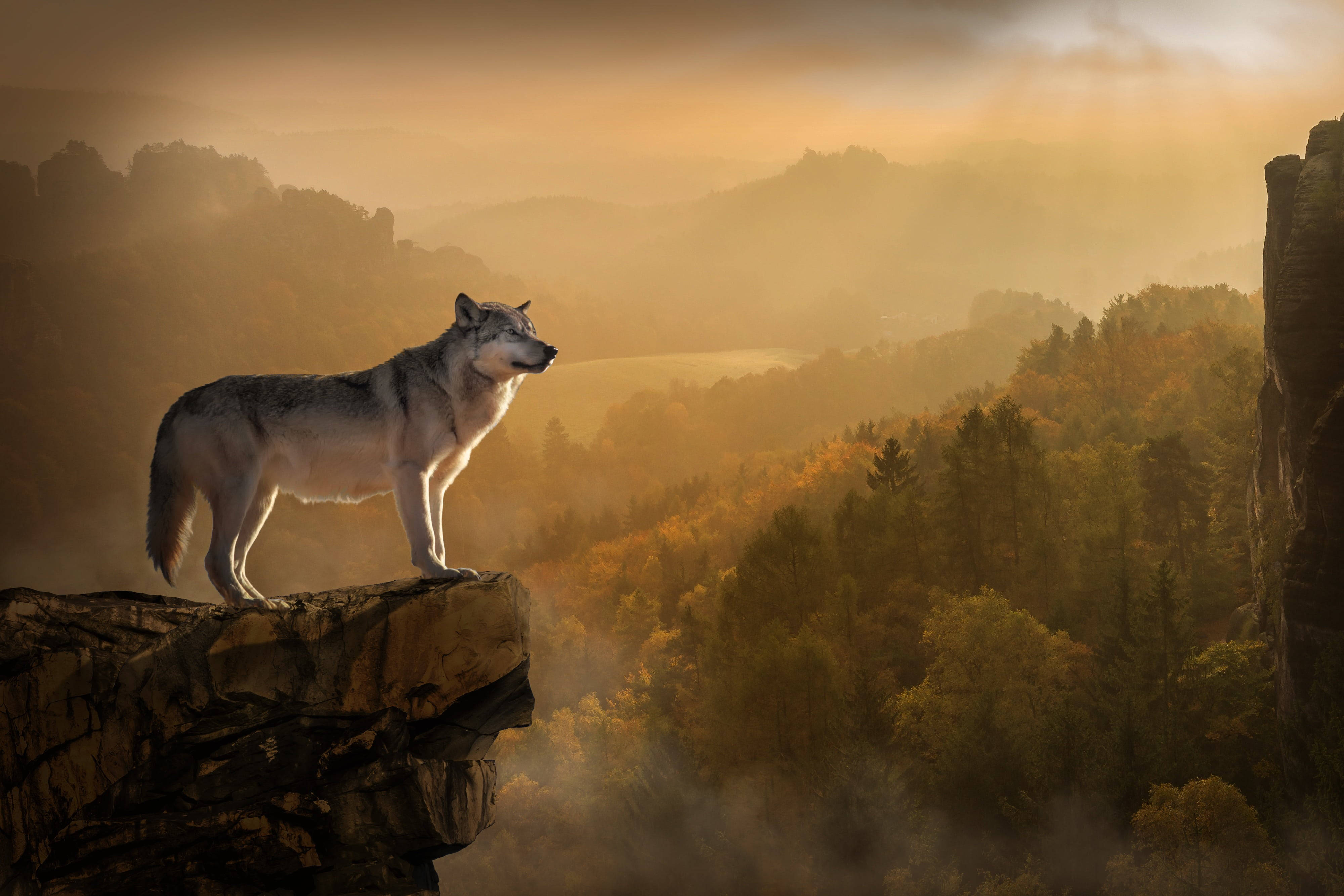 Anime Wolf On Cliff With Forest View