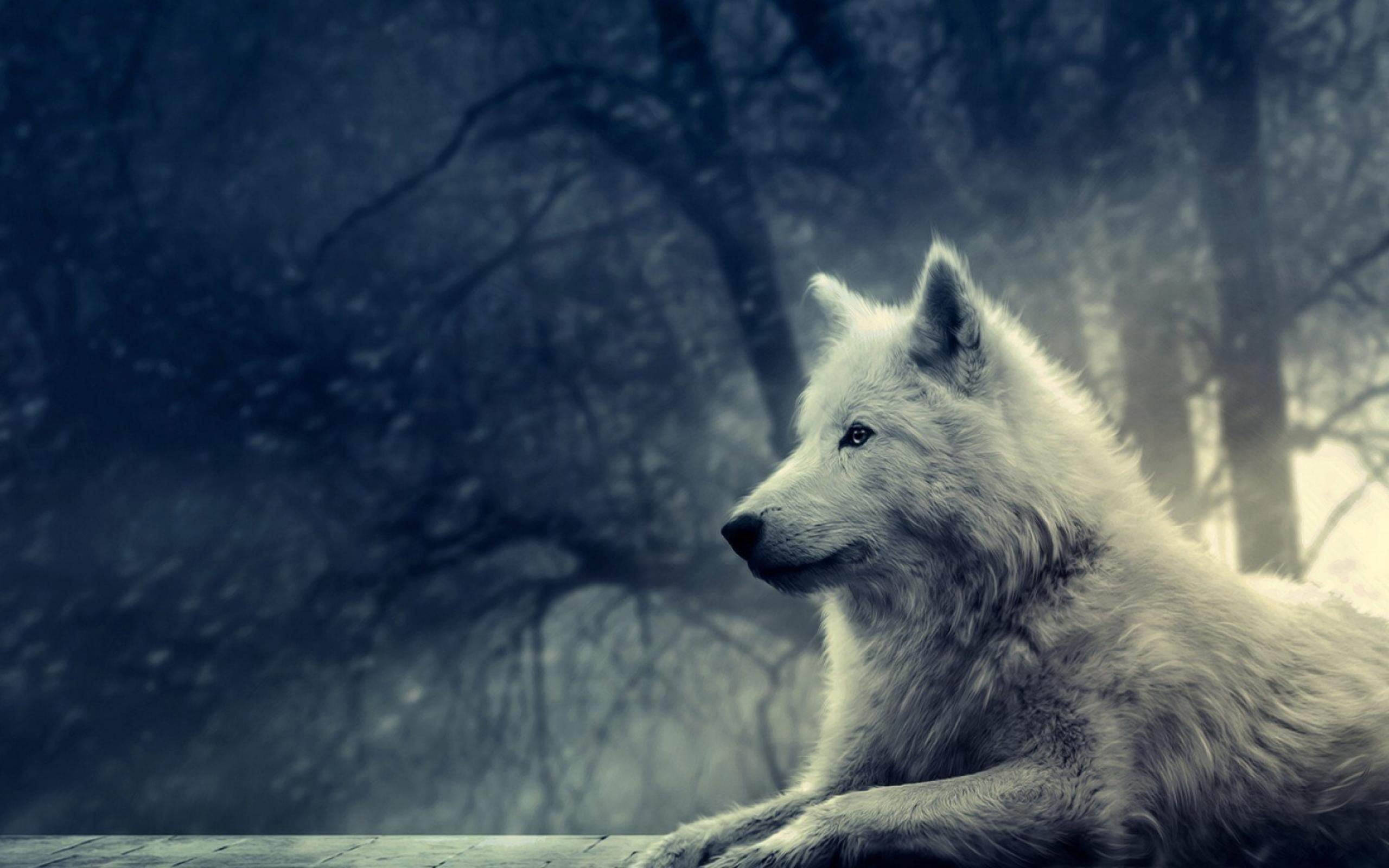 Anime Wolf White Aesthetic In Creepy Forest Background