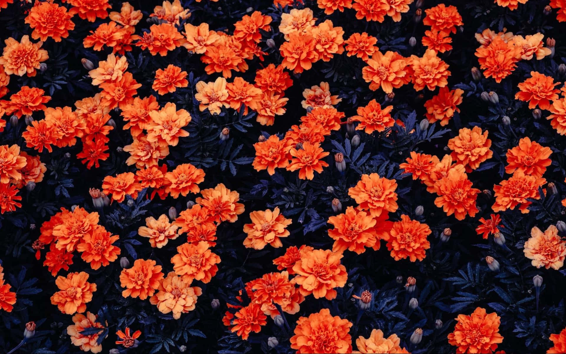 Annual Bloom Orange Flowers Background