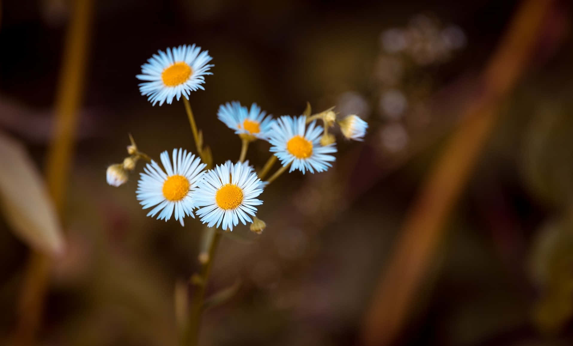 Annual Fleabane Daisy Background