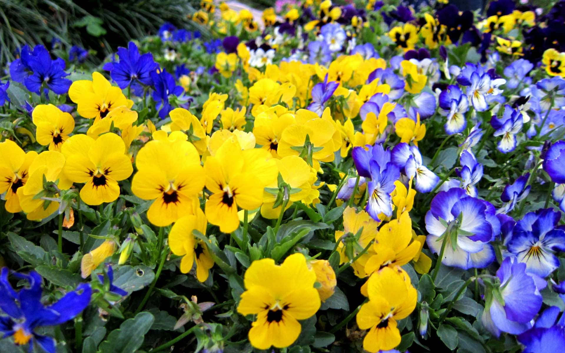 Annual Flower Blossoms Background