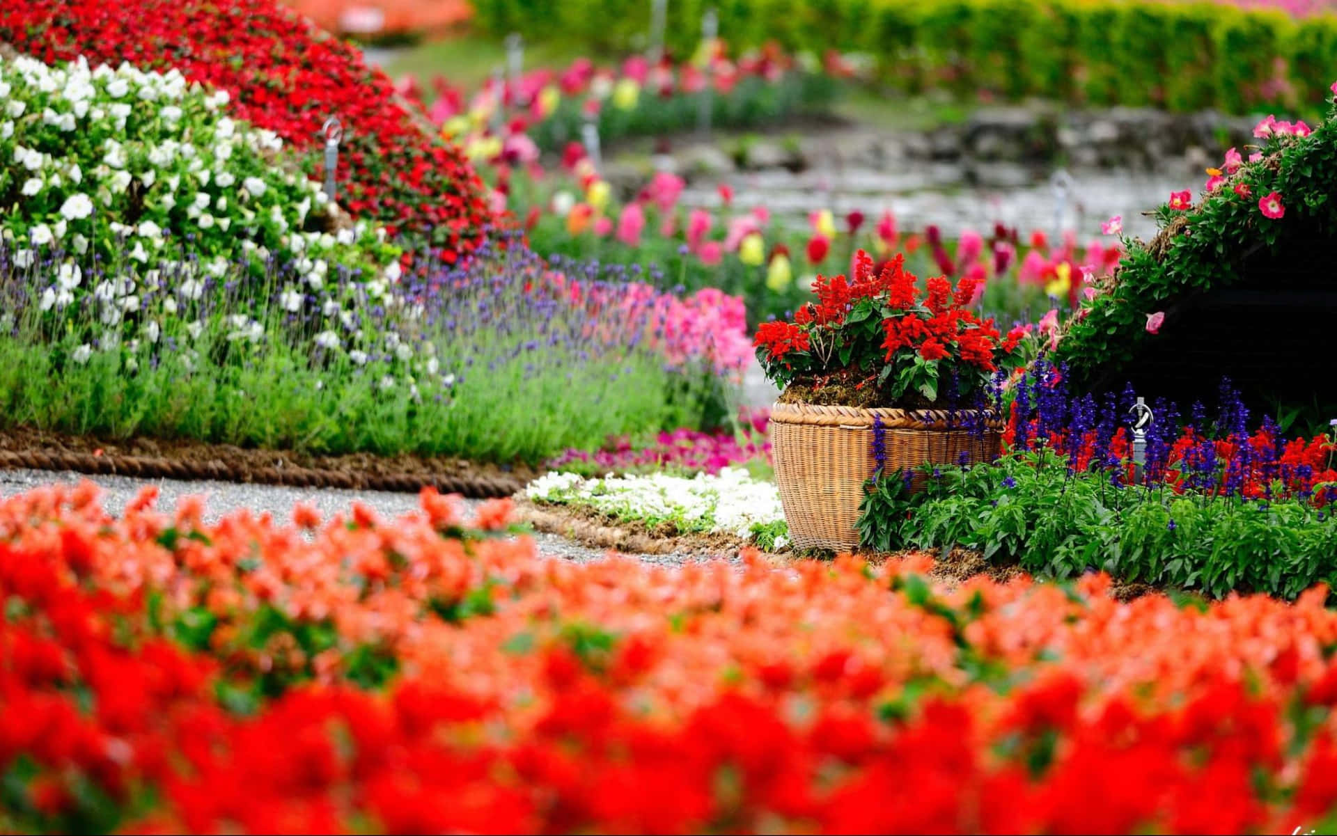 Annual Garden Blossoms Background