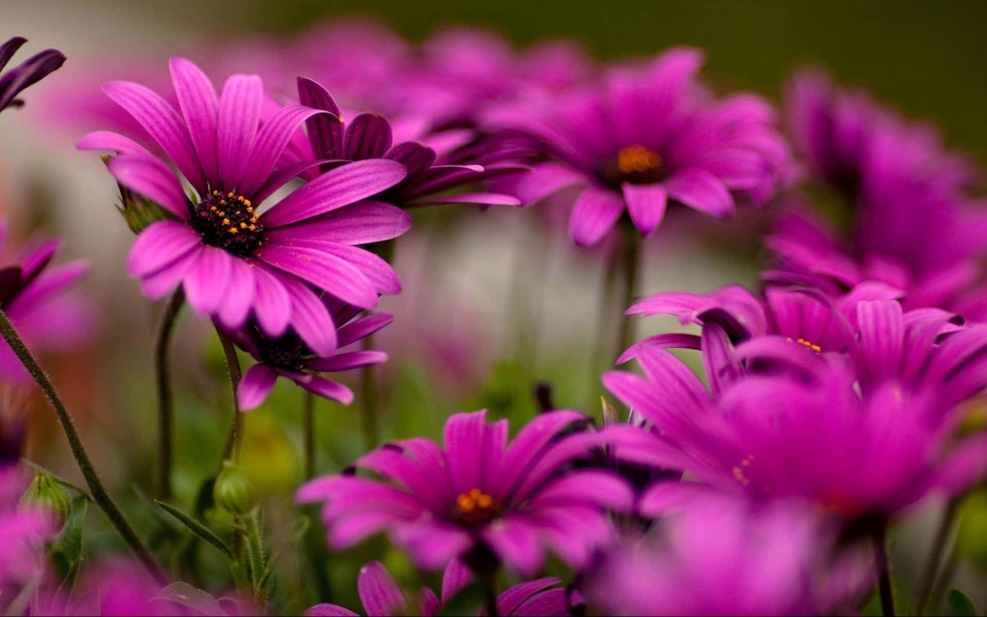 Annual Lilac Flowers Background