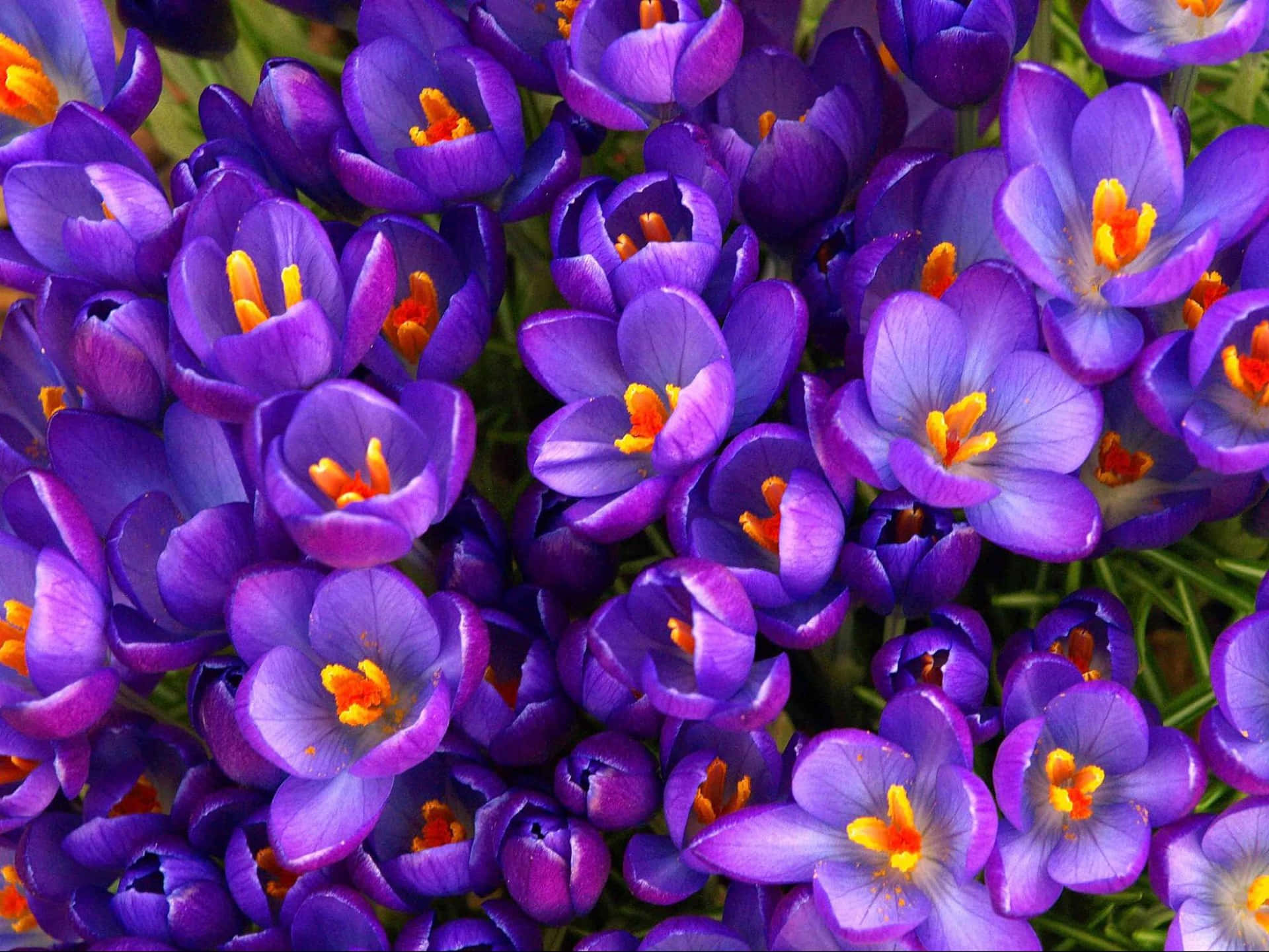 Annual Purple Flower Background