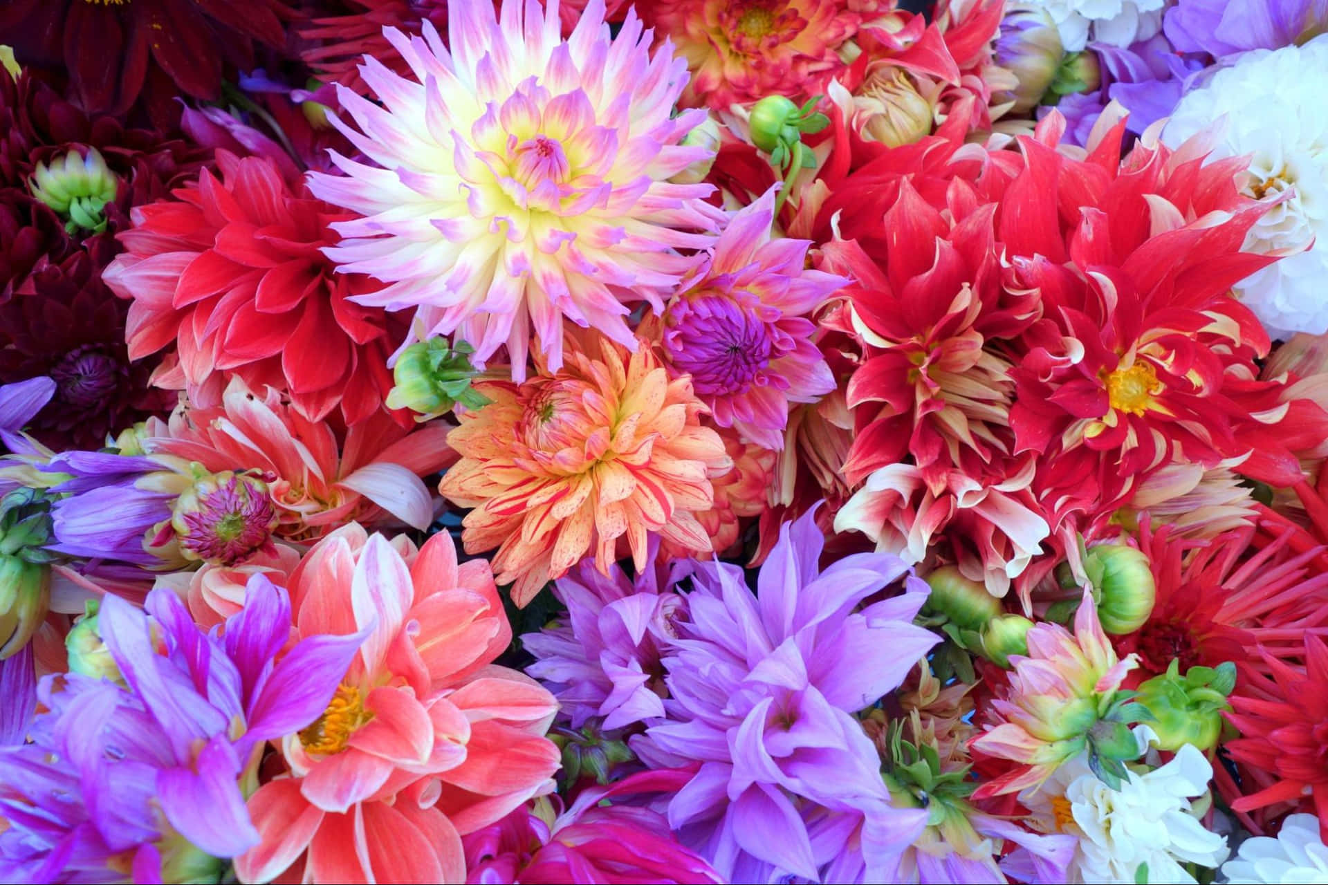 Annual Rare Flowers Blooms Background