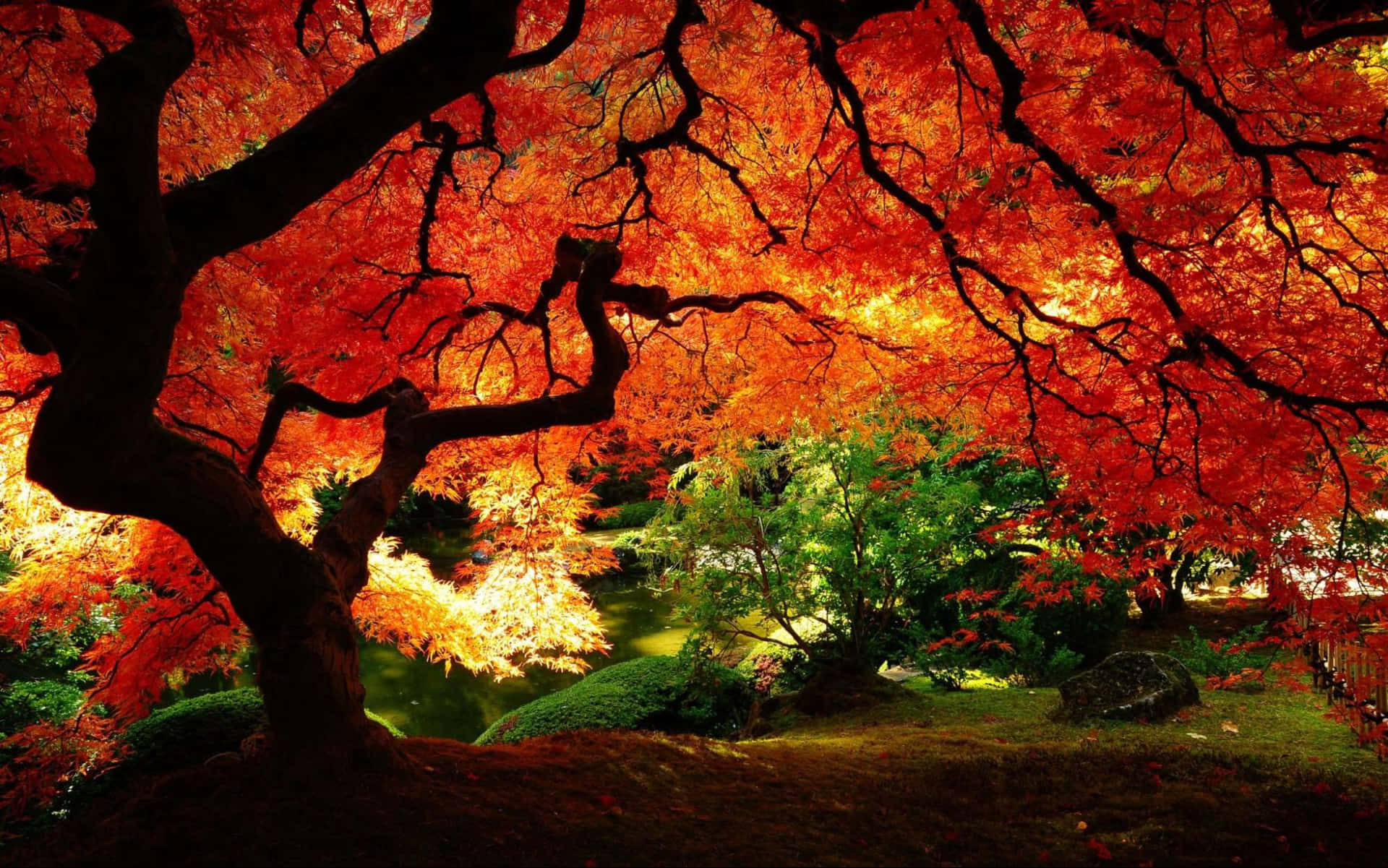Annual Red Leaf Tree Blossom Background